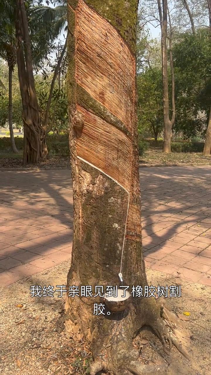 来到云南的热带林区，我终于亲眼见到了橡胶树割胶。大家看树干上一道道斜斜的刀痕，这