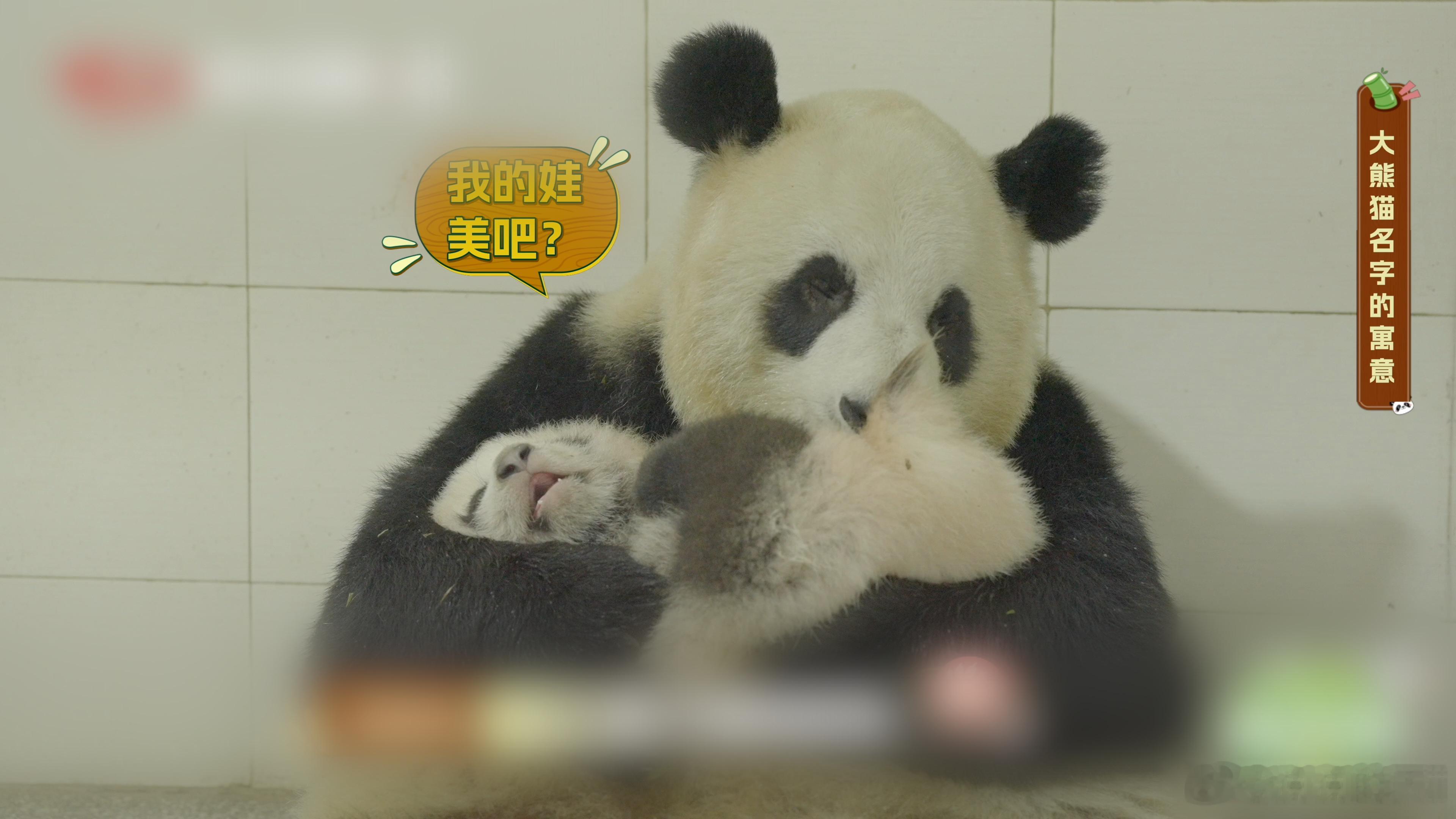 倒计时开始！今晚9:20，草太后要上线营业啦～被救助的熊猫为啥大多姓“紫”？12
