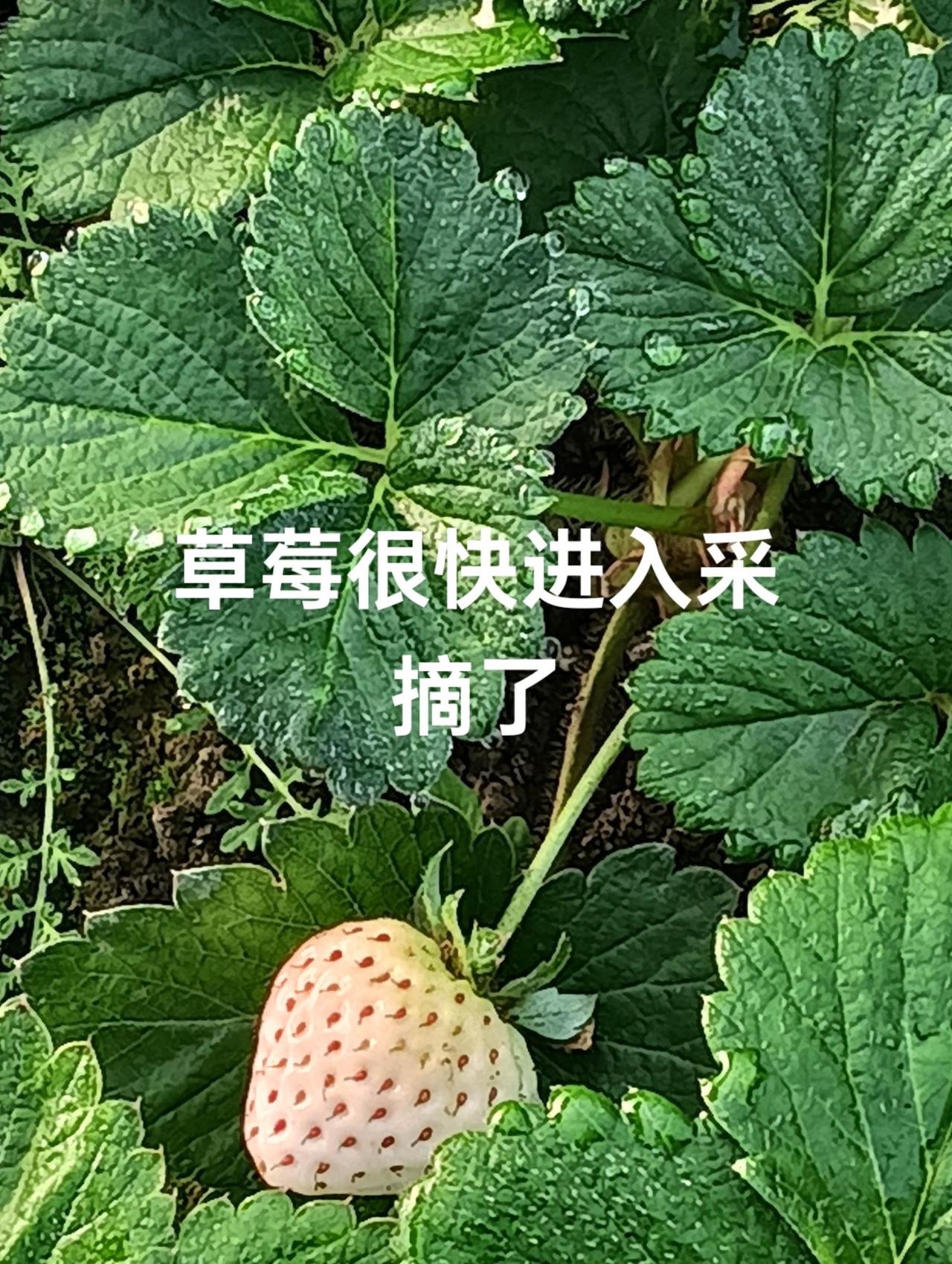 草莓很快进入采摘，多个品种。