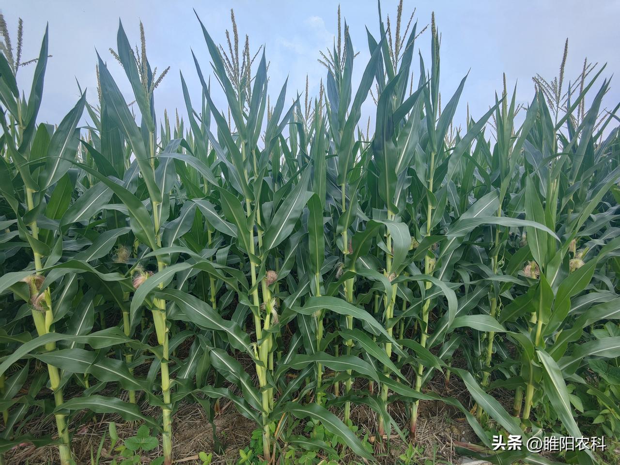 一要注意预防高温热害，玉米授粉期出现35℃以上的高温，就要注意浇水，降低田间温度