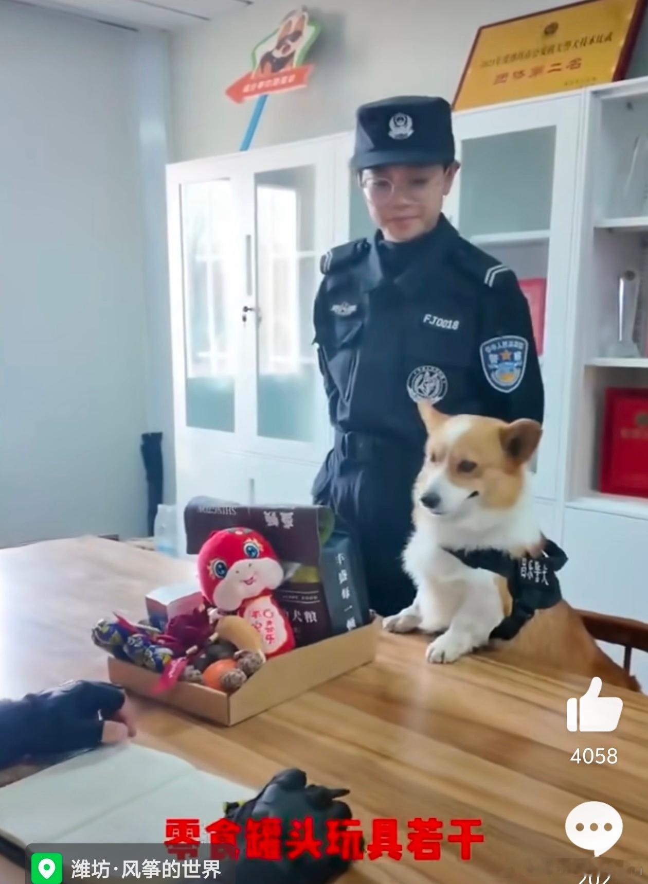 警犬福仔班味儿重被扣除年终奖 太惨了！真的连零食都不给吗？这狗生如此惨淡吗？[d