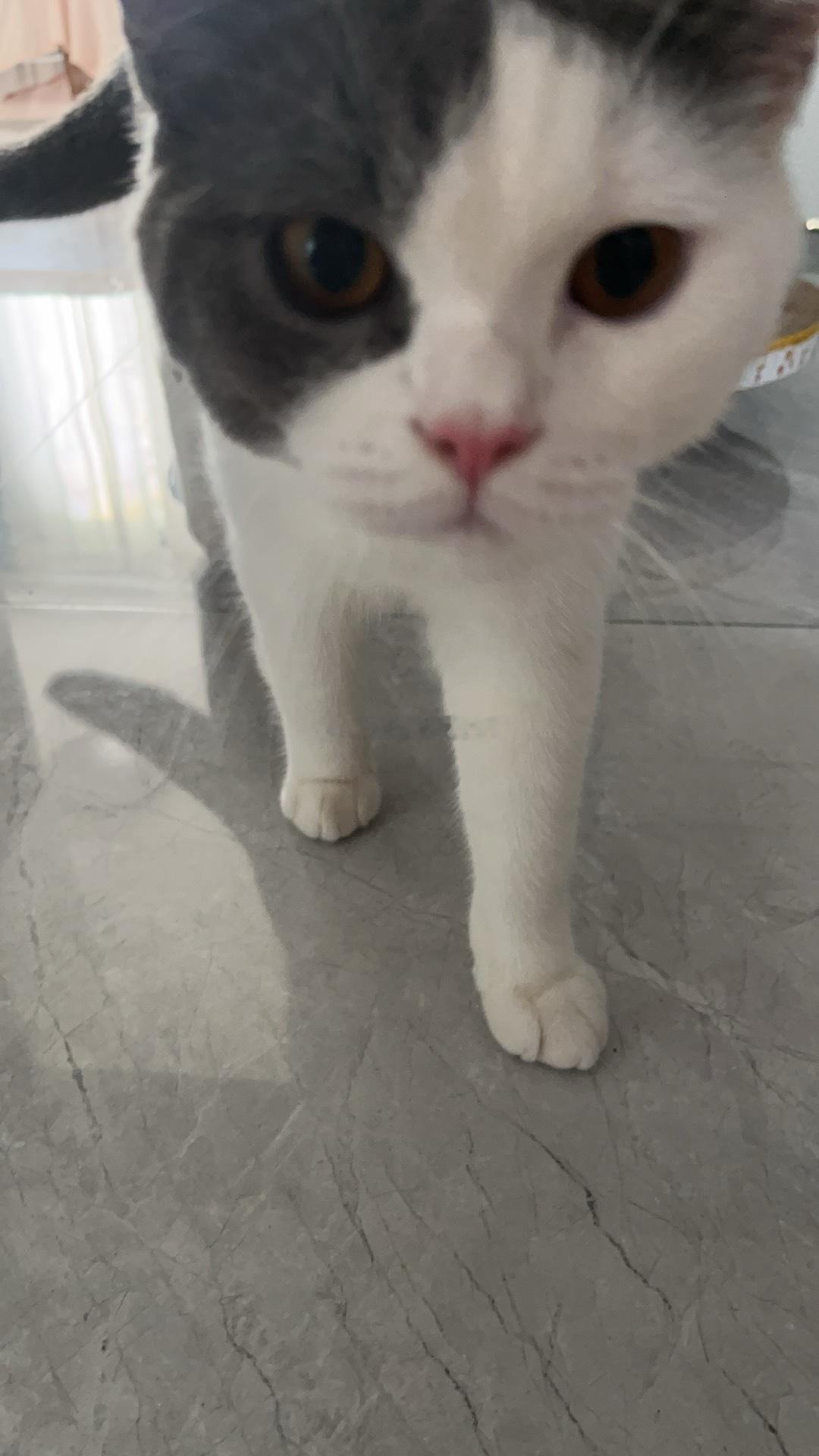 猫咪多少是有点演技在的