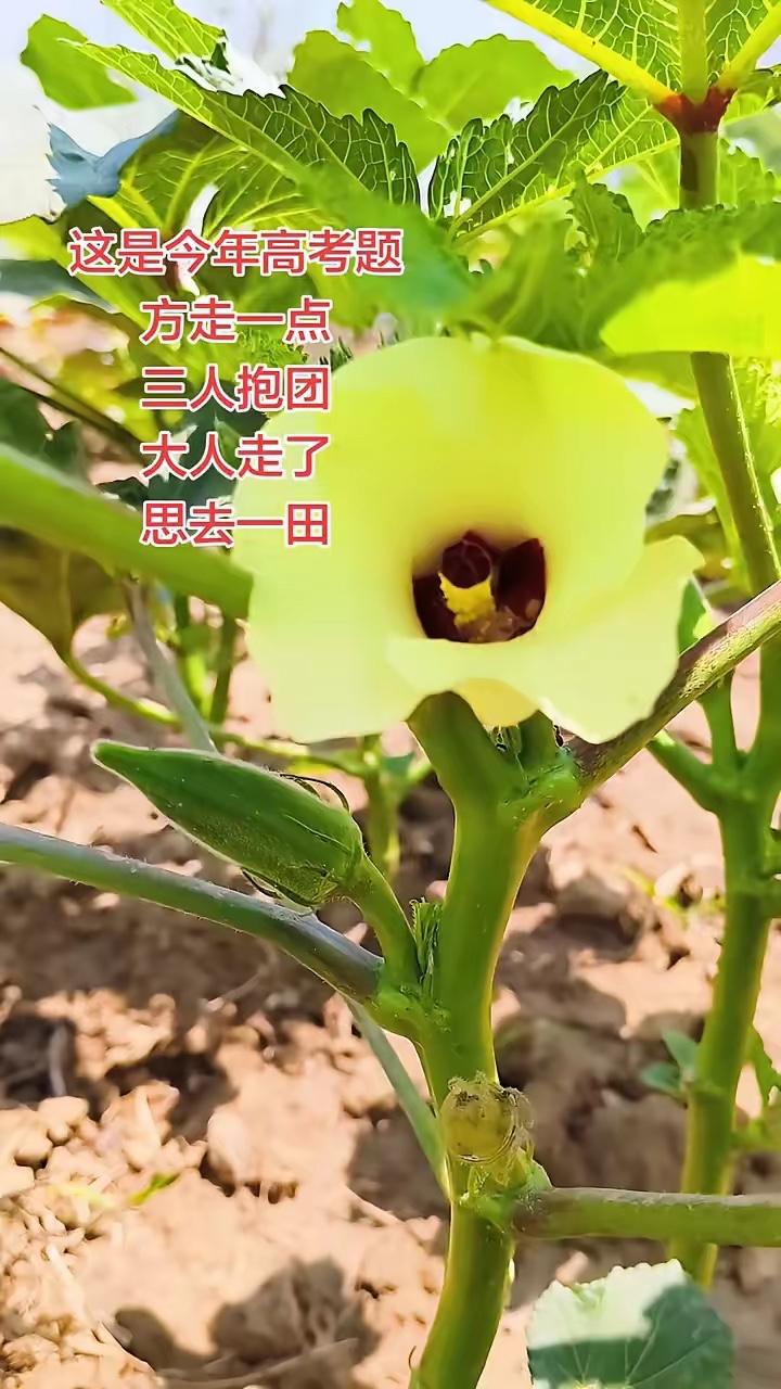 这是今年高考题，八百人没有一人答对。请问方走一点，三人抱团，大人走了，思去一田，