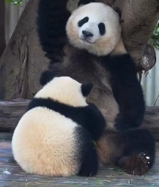 良月坐在木架上背靠大树给小月亮喂奶，小月亮趴在妈妈怀里吃得很香！[比心]
   