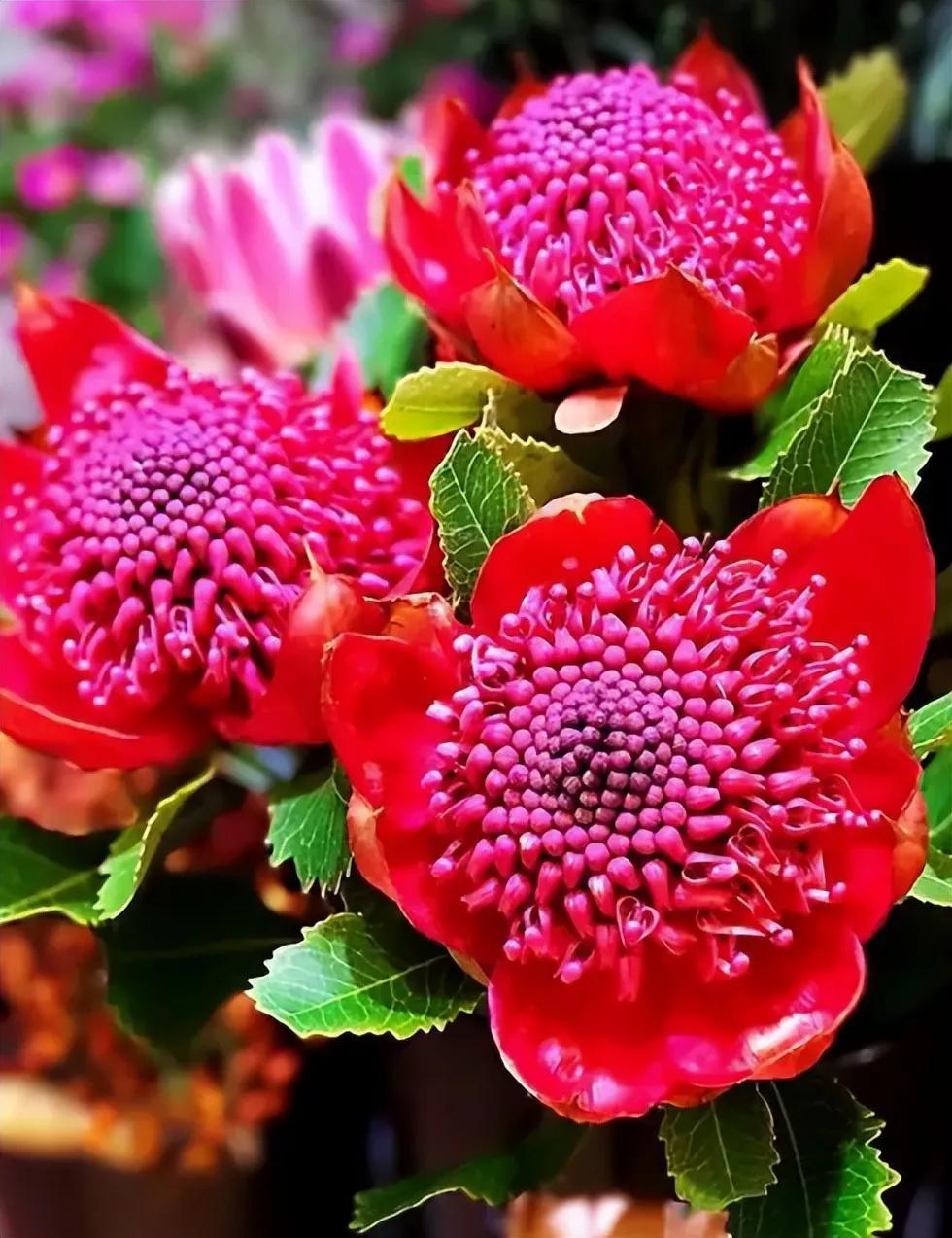 花🌸好看🌸