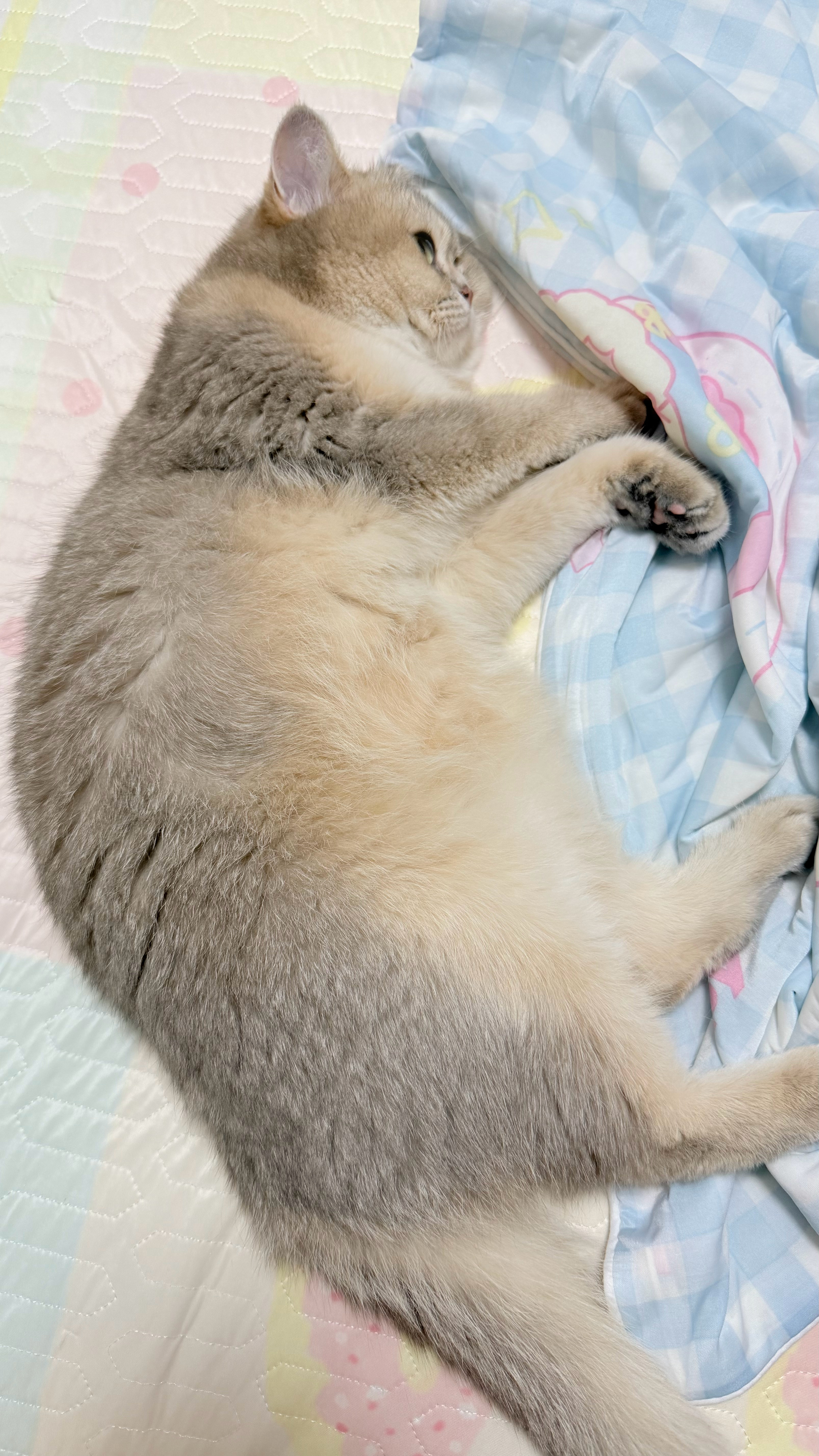 小姐姐。一阵子没见，你怎么又胖了？