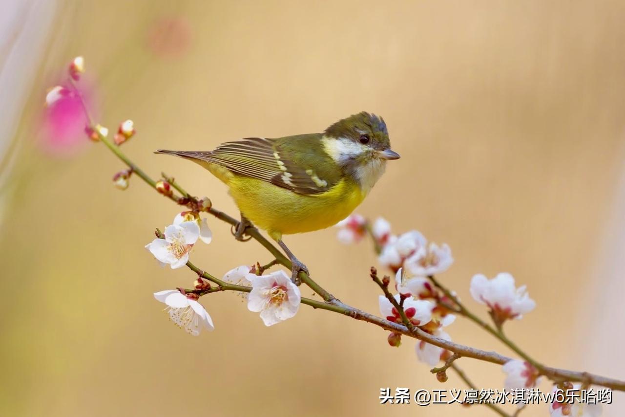 鸟儿们～栖息在树枝上，自然之美尽收眼底。🌿🐦