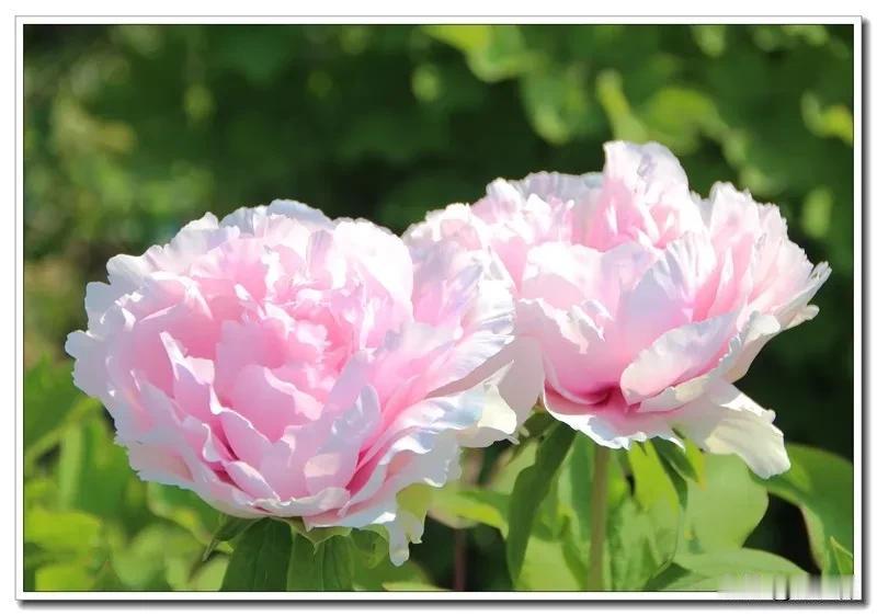 屋后青山绿
门前碧水蓝
下联：花飘春色浓，求上联 
花飘春色浓
叶重夏颜淡
随手