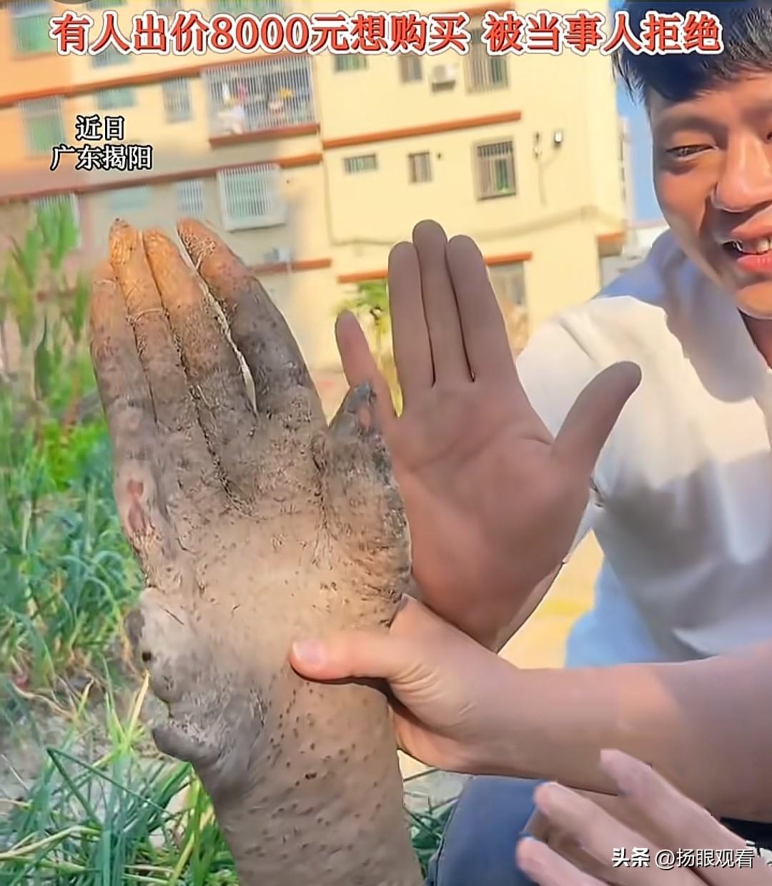 揭阳菜地惊现人手山药‼️指甲盖都超逼！广东揭阳也太神奇了吧🤯
 
有人在自家菜