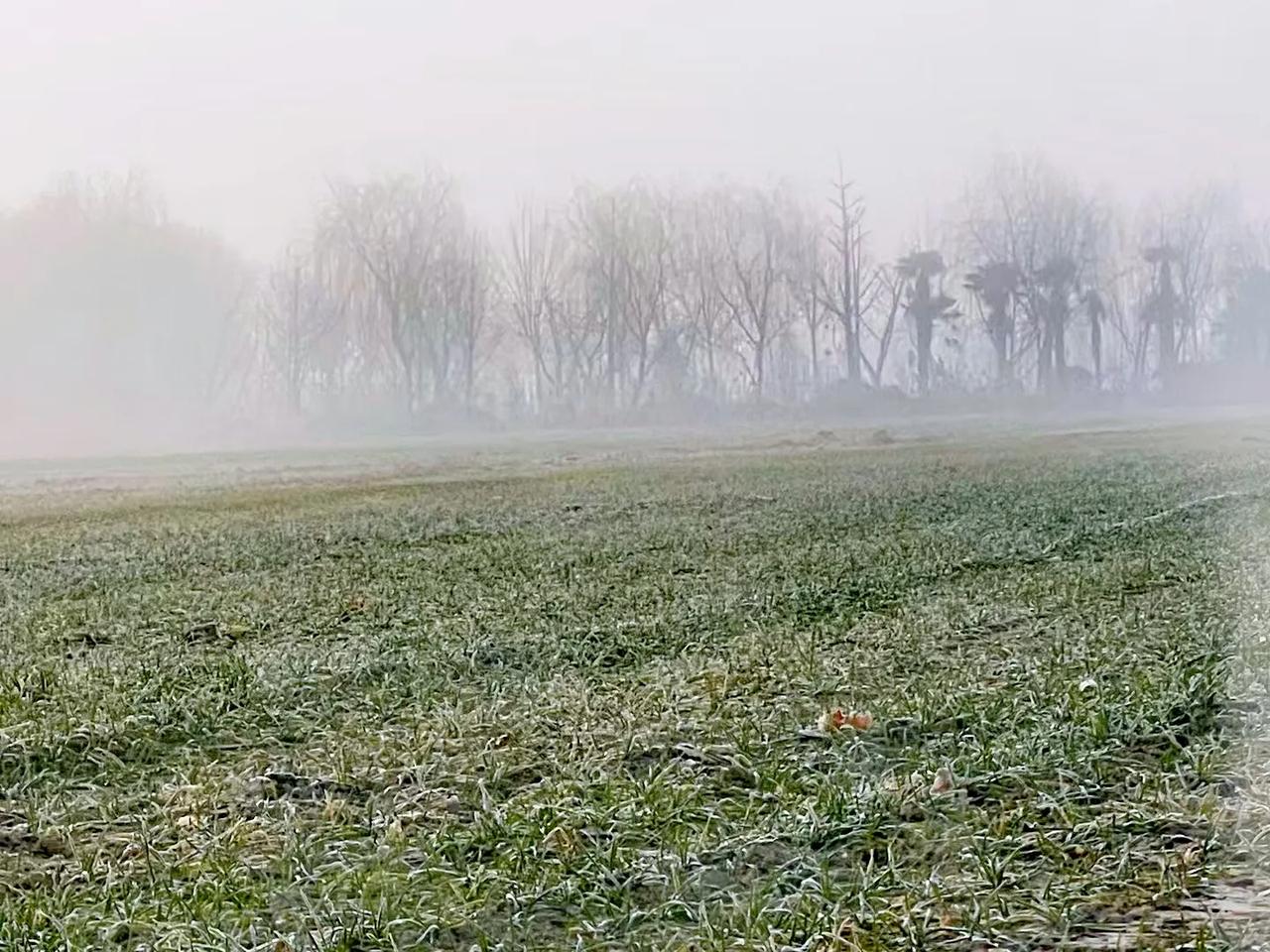 麦田

你是希望的田野
丰饶了世界
你是母亲的胸脯
养育了人间

你与日月星辰相