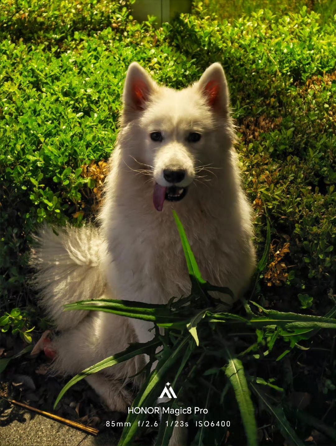 Magic8Pro的夜景实况，可以呀！