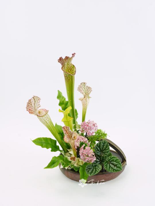 瓶子草的盛花多种插