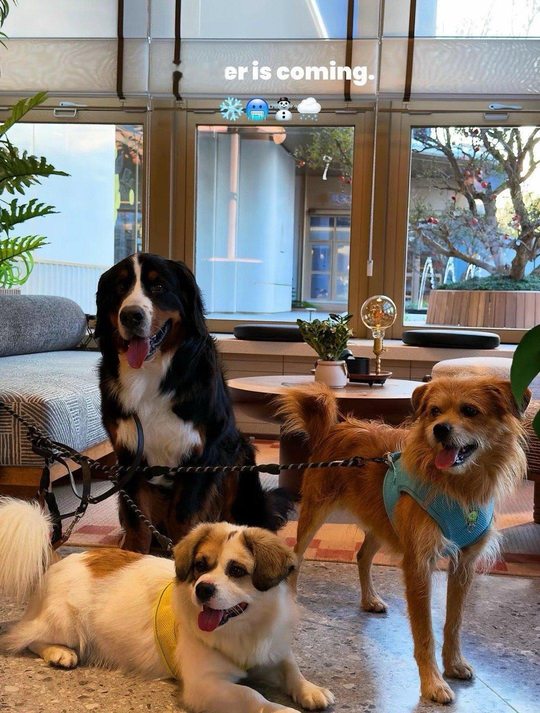 丢失的伯恩山犬和收留他的小黄与小白 后续来了(〃'▽'〃)被原主人一块领养。 