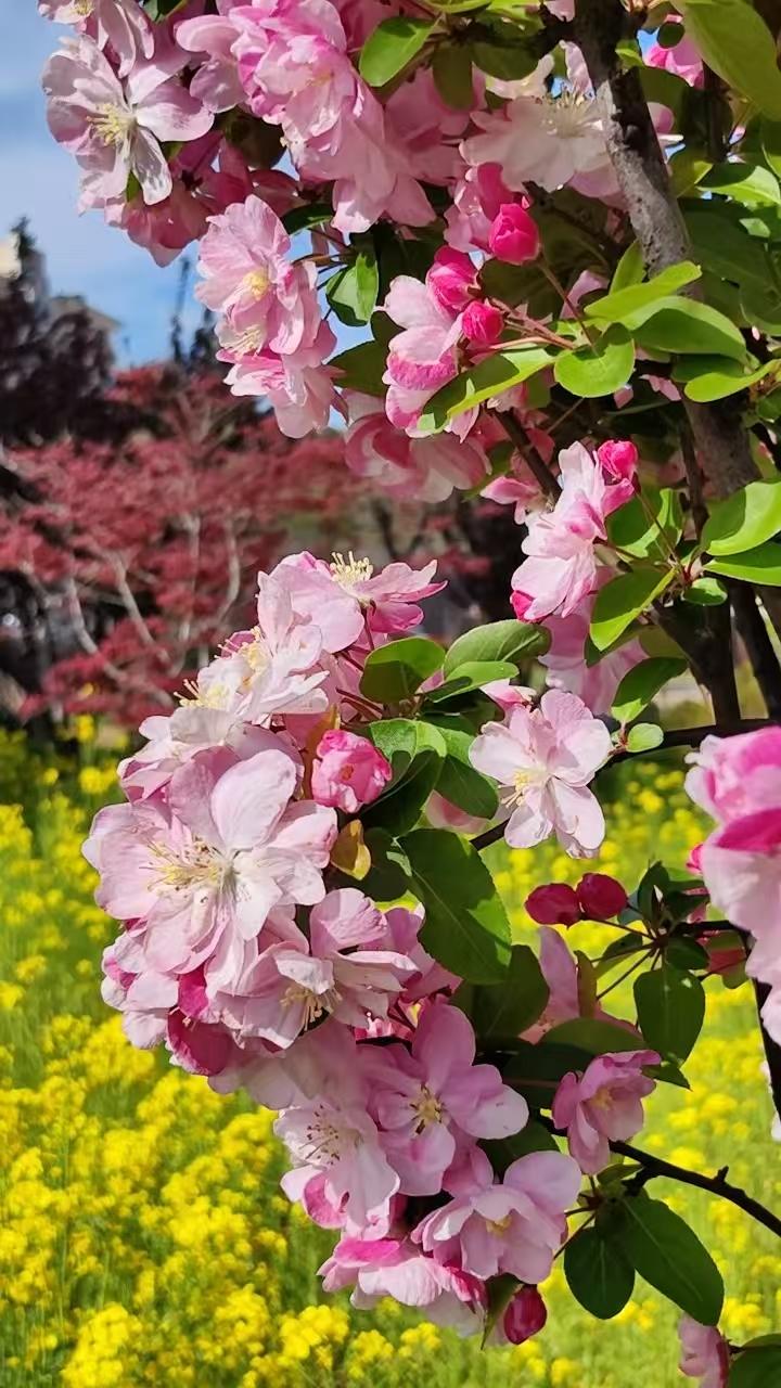 白话诗•写谷雨2584
作者/平常心
（2026.4.20.11:30）
为迎接