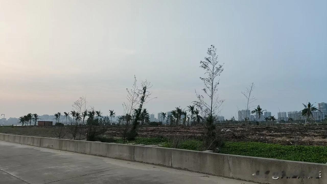 曾经郁郁葱葱的文昌清澜半岛，现在的你咋啦？难道是去年那场台风惹的祸？