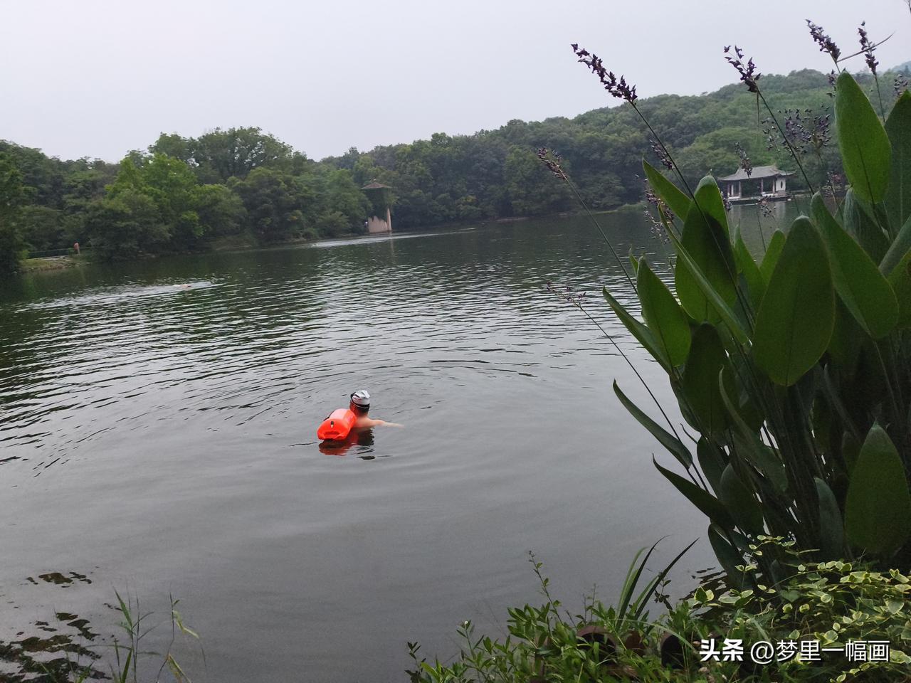 南京紫霞湖每年尽管中山陵园林管理局、如何提醒禁止🚫下水游泳，可来此游泳的人总是