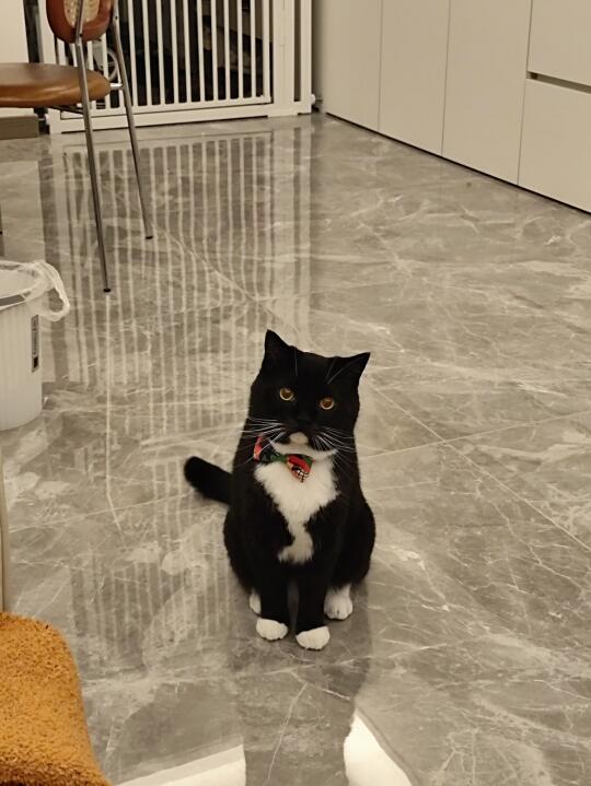 奶牛咪咪，你的领结歪啦