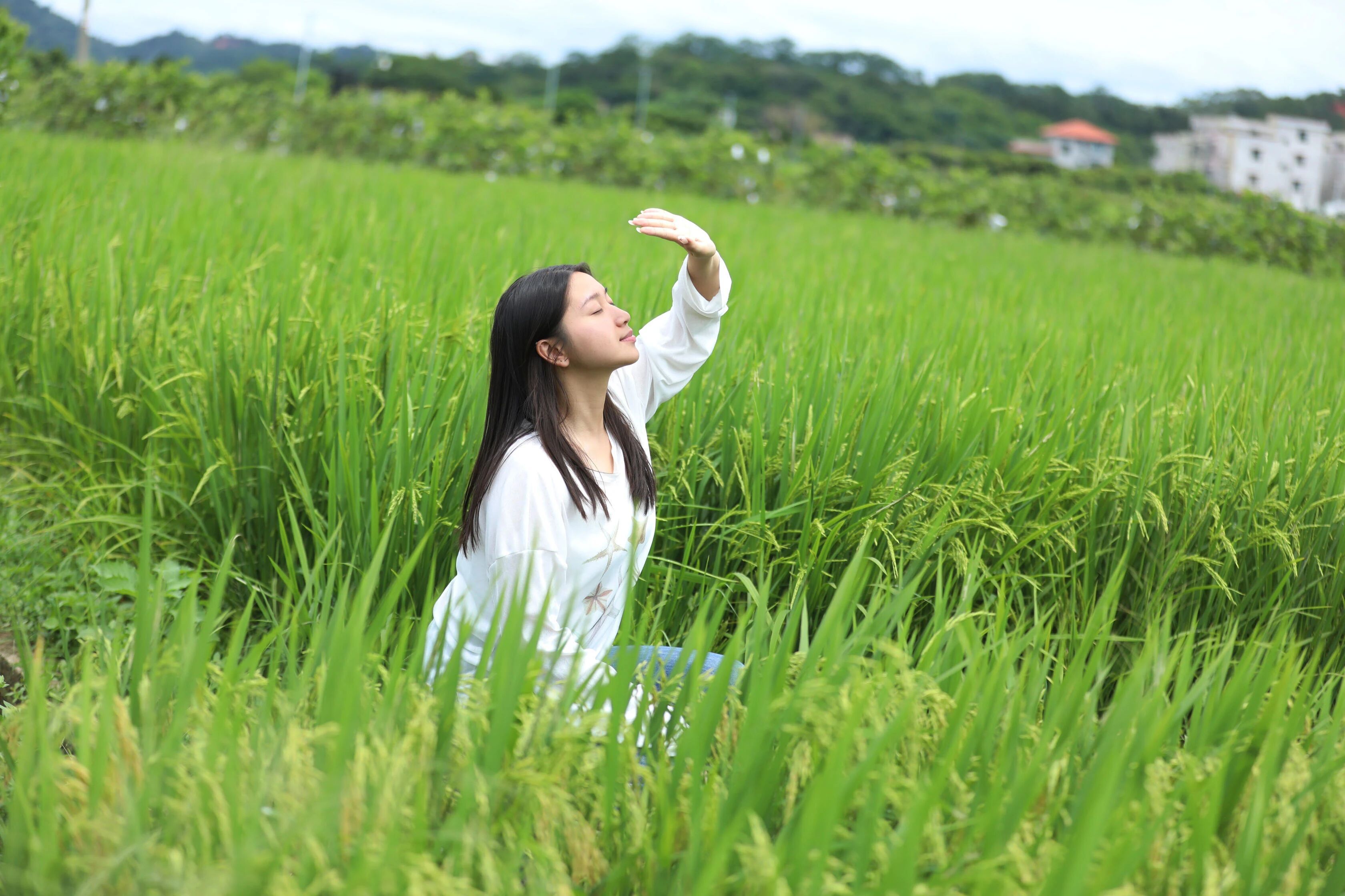 【肇庆藏着一片绝美稻田等你来打卡🤳】位于肇庆市德庆县新圩镇大同村、悦城镇罗洪村
