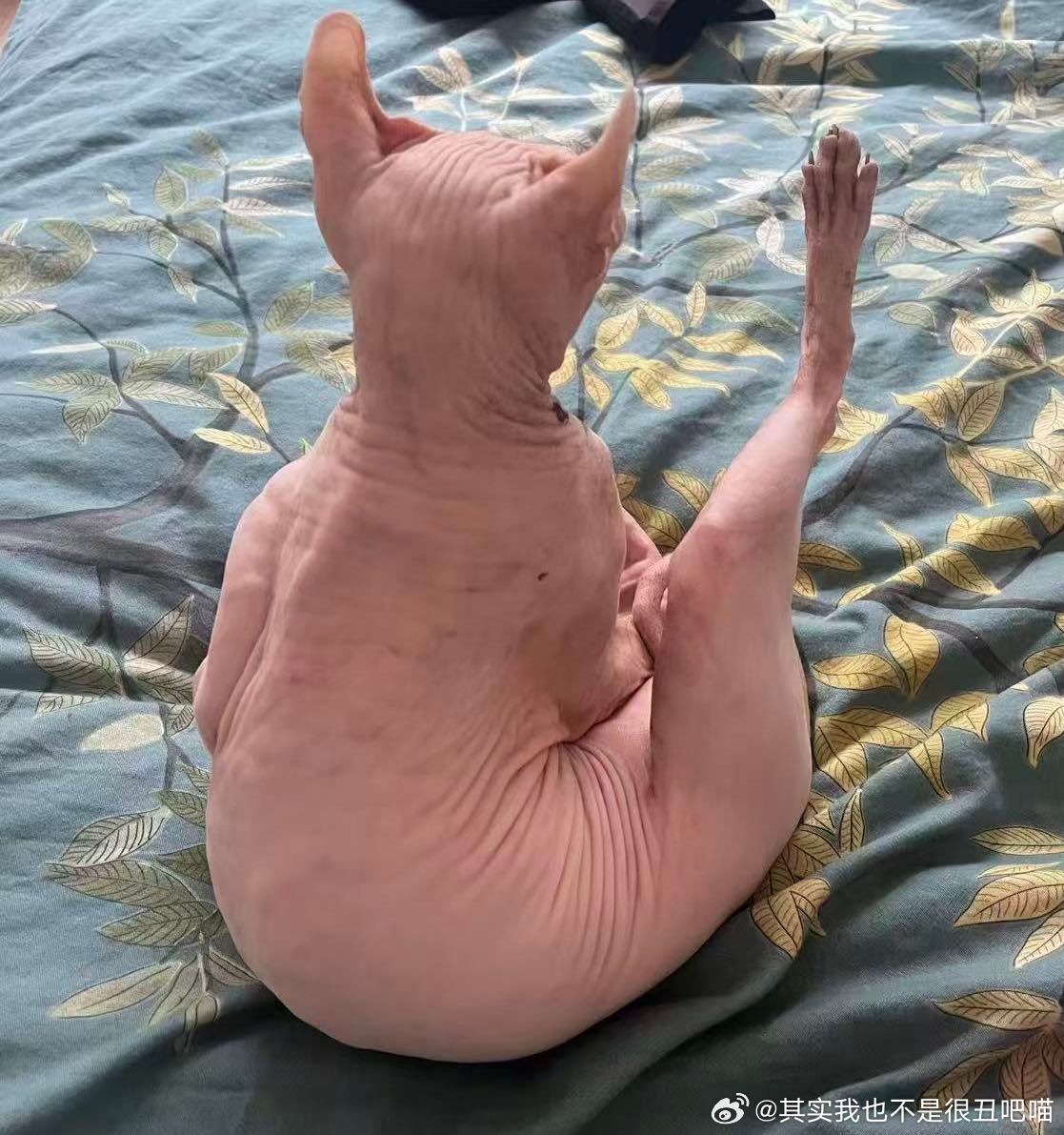 49883【丑猫】大鸡腿子背面照 大鸡腿子正面照 