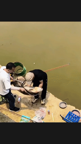 这大哥可真敞亮。
钓到大鱼以后竟然直接给放了？鱼获迷惑行为