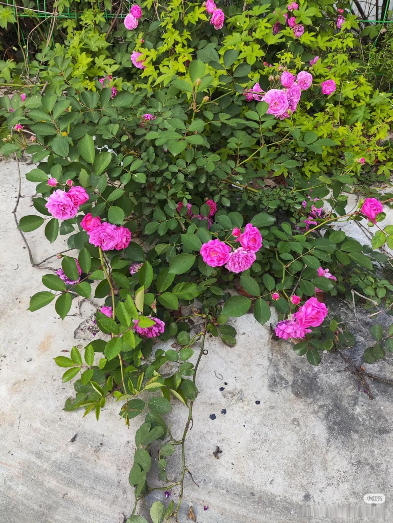 上联：来吉林吉祥如意，
下联：？