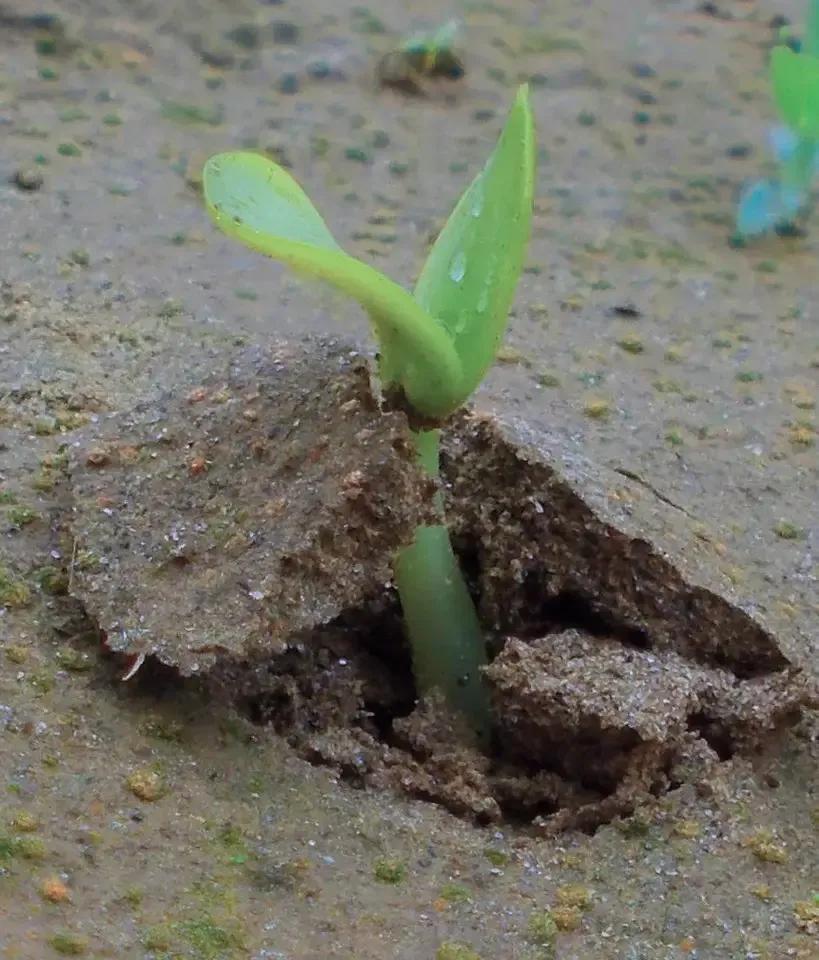 春之韵
当冬日的寒霜悄然退去，
大地披上了嫩绿的轻纱，
春，你轻轻地，悄悄地，
