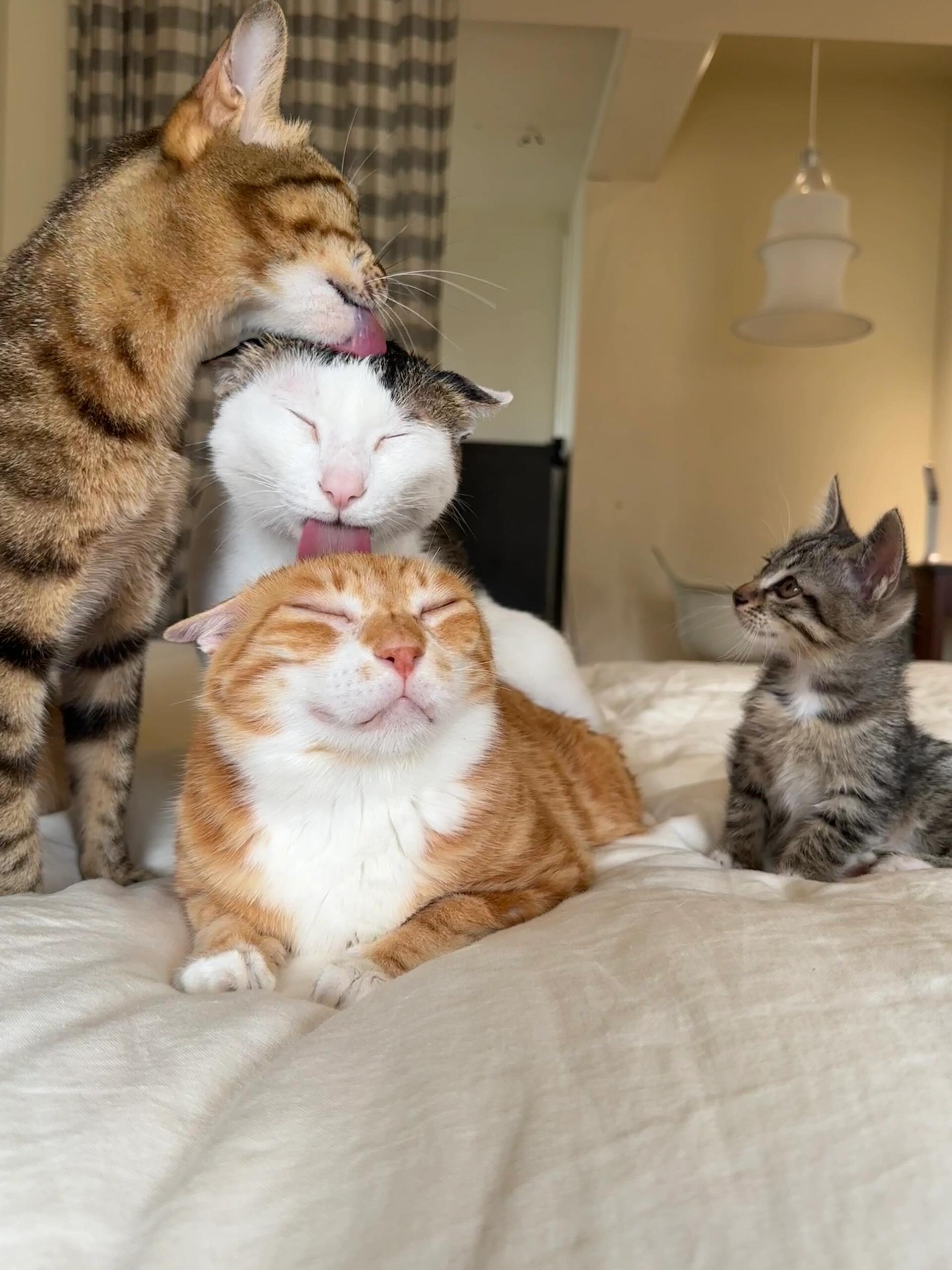 小猫：我长大了也要这样吗​​​