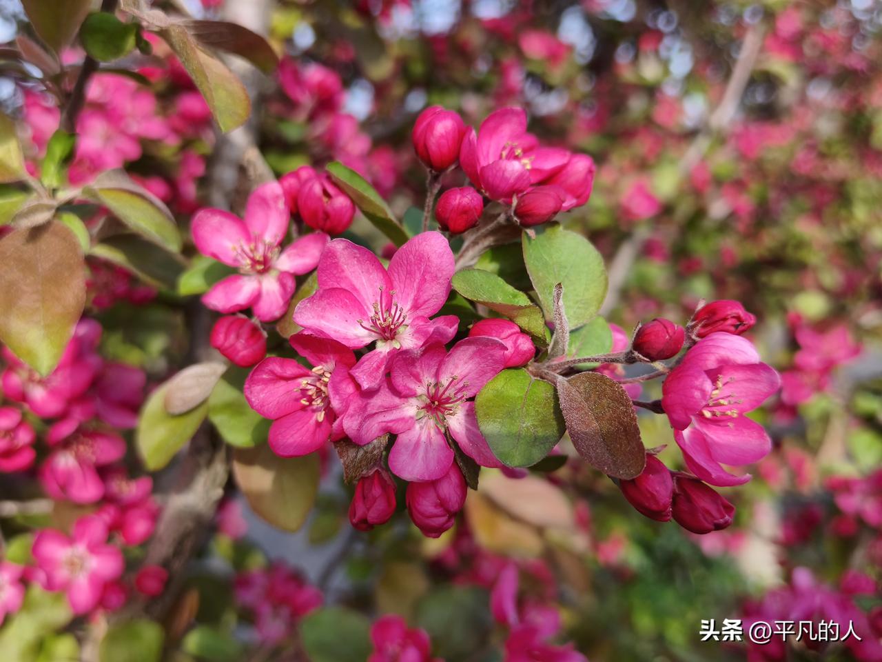 春暖花开，随手拍花的快乐谁懂啊！最近抖音被“雪白大花”玉兰花刷屏，我也赶紧去小区