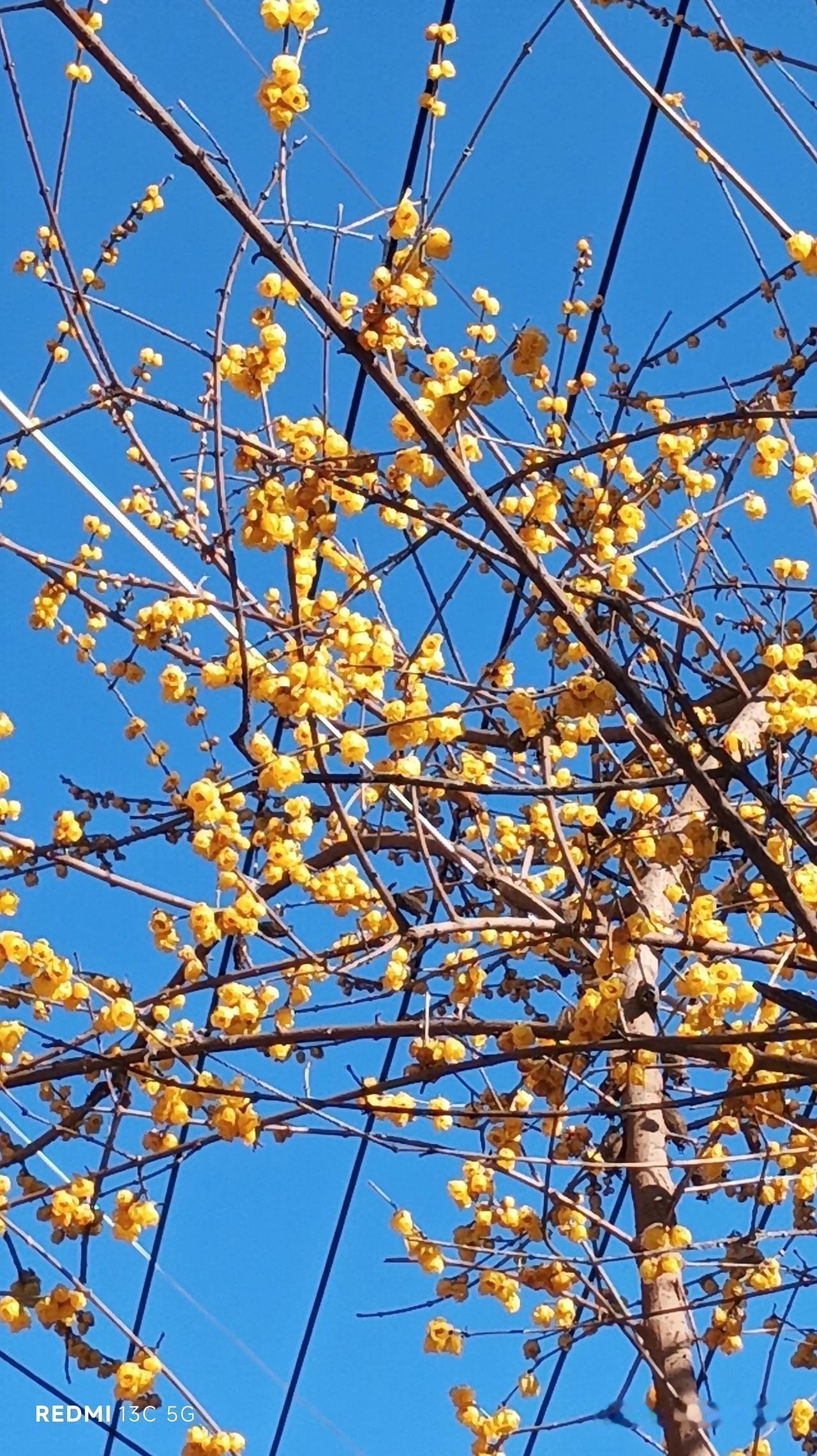 《春景》

春风拂柳绿丝绦， 花绽枝头笑语飘。 暖日晴空飞燕舞， 山川秀色画难描