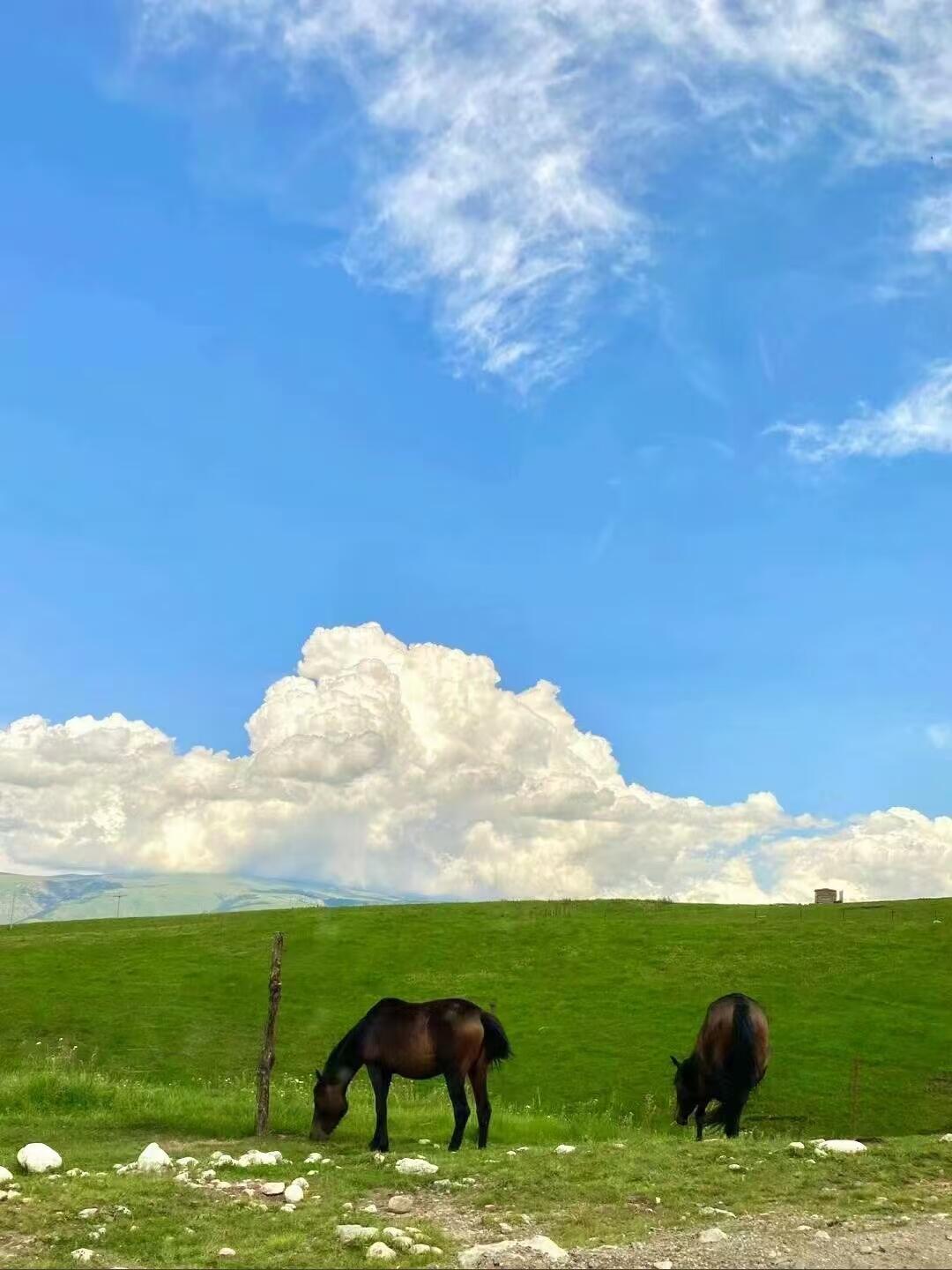 去过伊犁的人嘴真严 吹过伊犁草原的晚风，望着远处连绵雪山，才明白为什么来过的人，