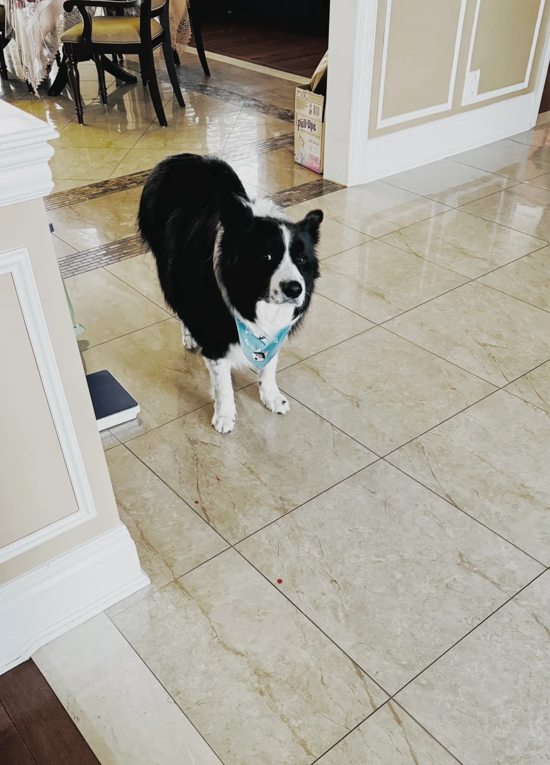 最近米米看我的表情都是这样的