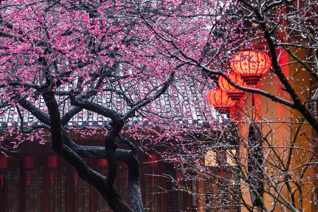 湖州铁佛寺梅花。湖州铁佛寺梅花江南诗意入弦来 红墙黛瓦 东方美学的古韵