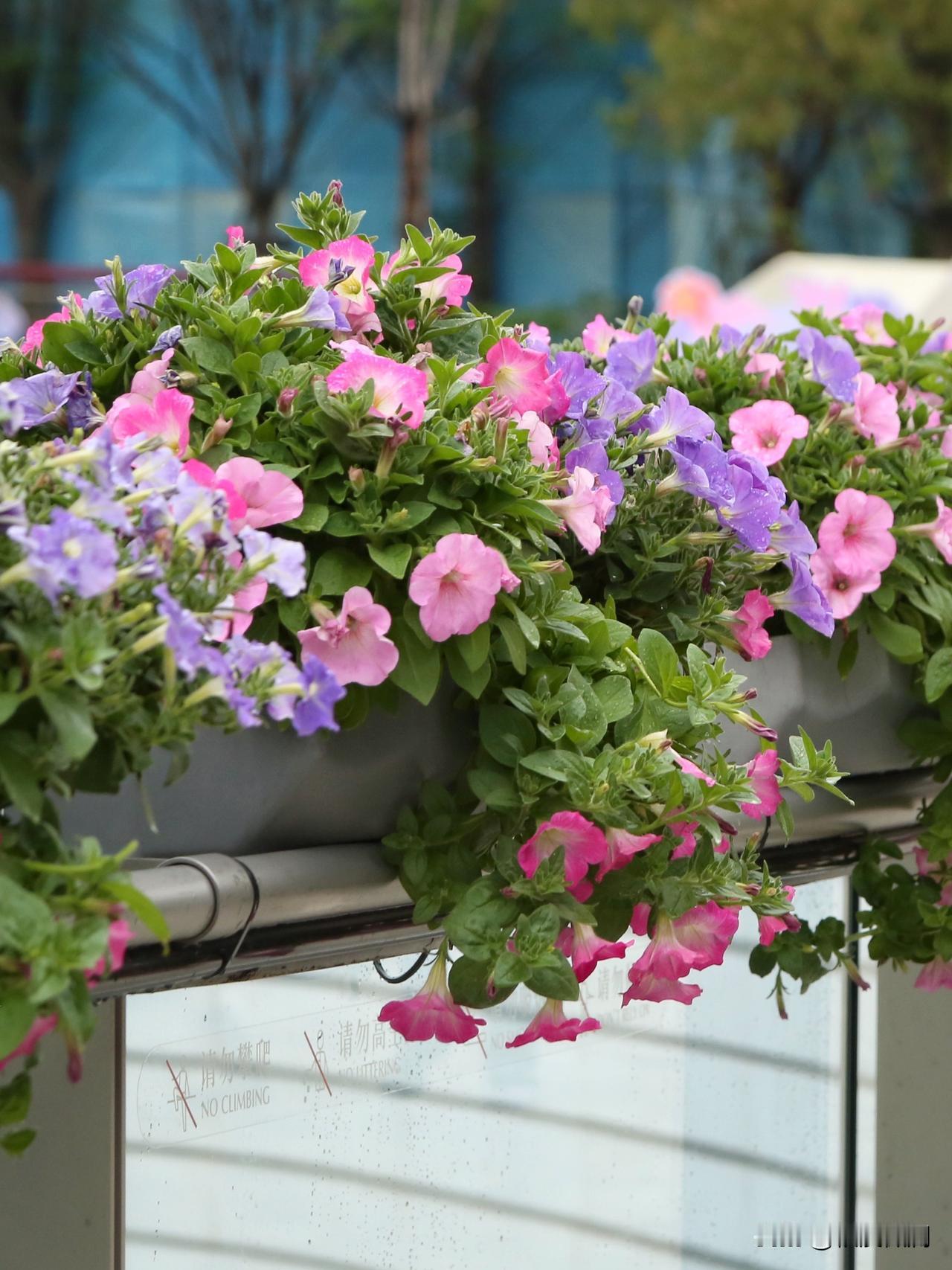 碧冬茄，俗名矮牵牛，原产地南美，是茄科的一种，与传统的牵牛花喇叭花不是一回事，与