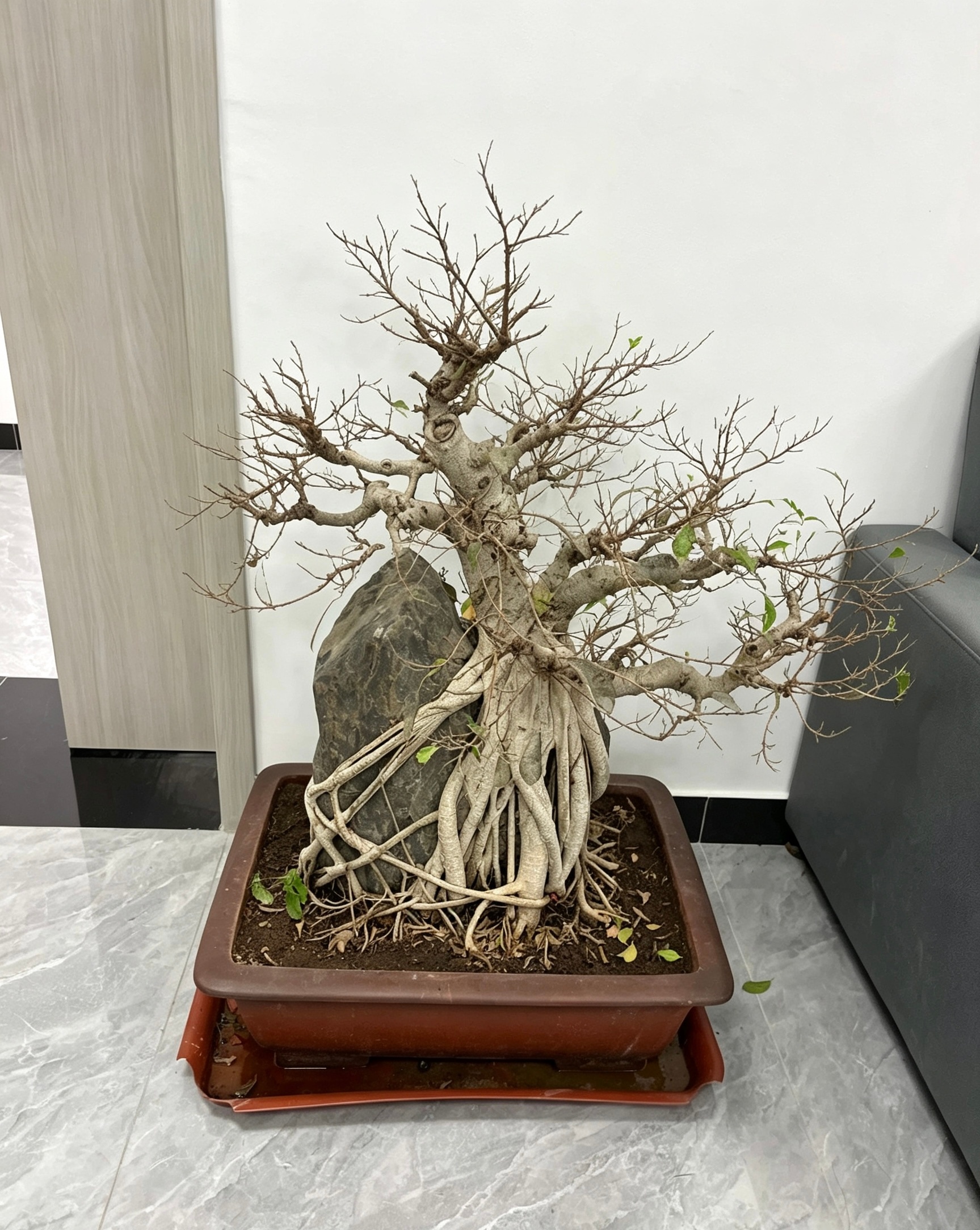 谁懂把花救活的感觉