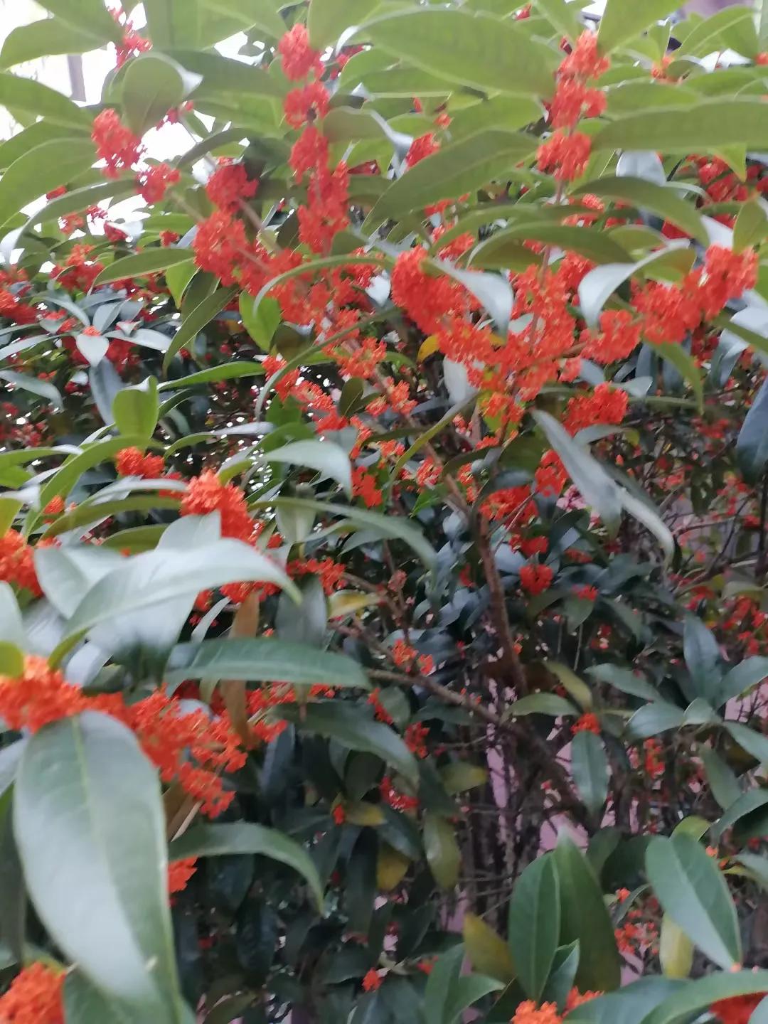 闲来无事赏桂花，
香雾迷人似断沙。
清香四溢沁心脾，
犹如仙子游庭华。