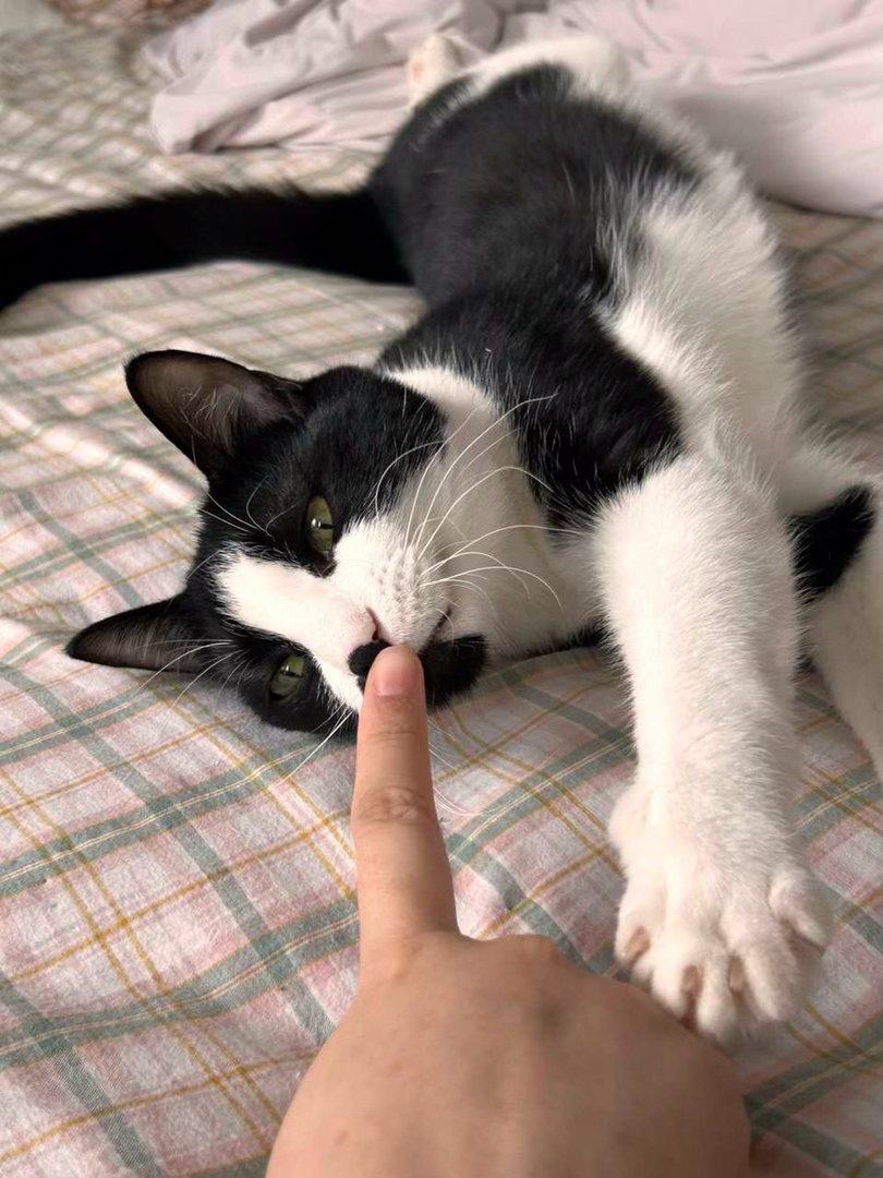 您动手，我动手。daily奶牛猫 （投稿：） 