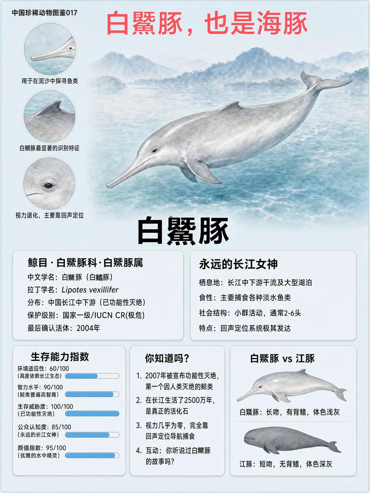 鲸和海豚傻傻分不清楚？生活中确实，虎鲸其实是体型最大的海豚，领航鲸也是海豚，海豚