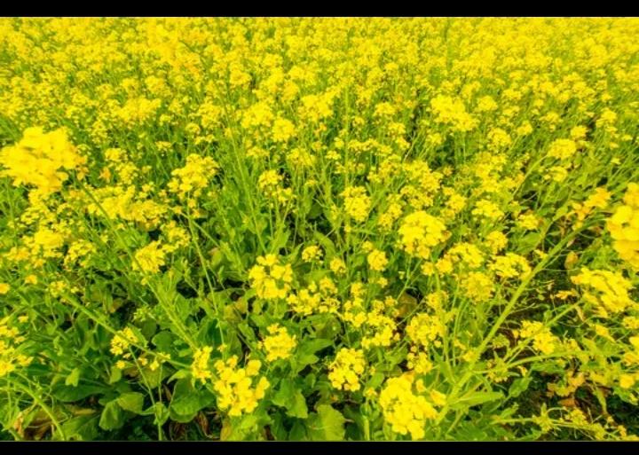 非要在油菜花期打药，它们意欲何为？！

世代老农民和基层农技人员都知道油菜开花期