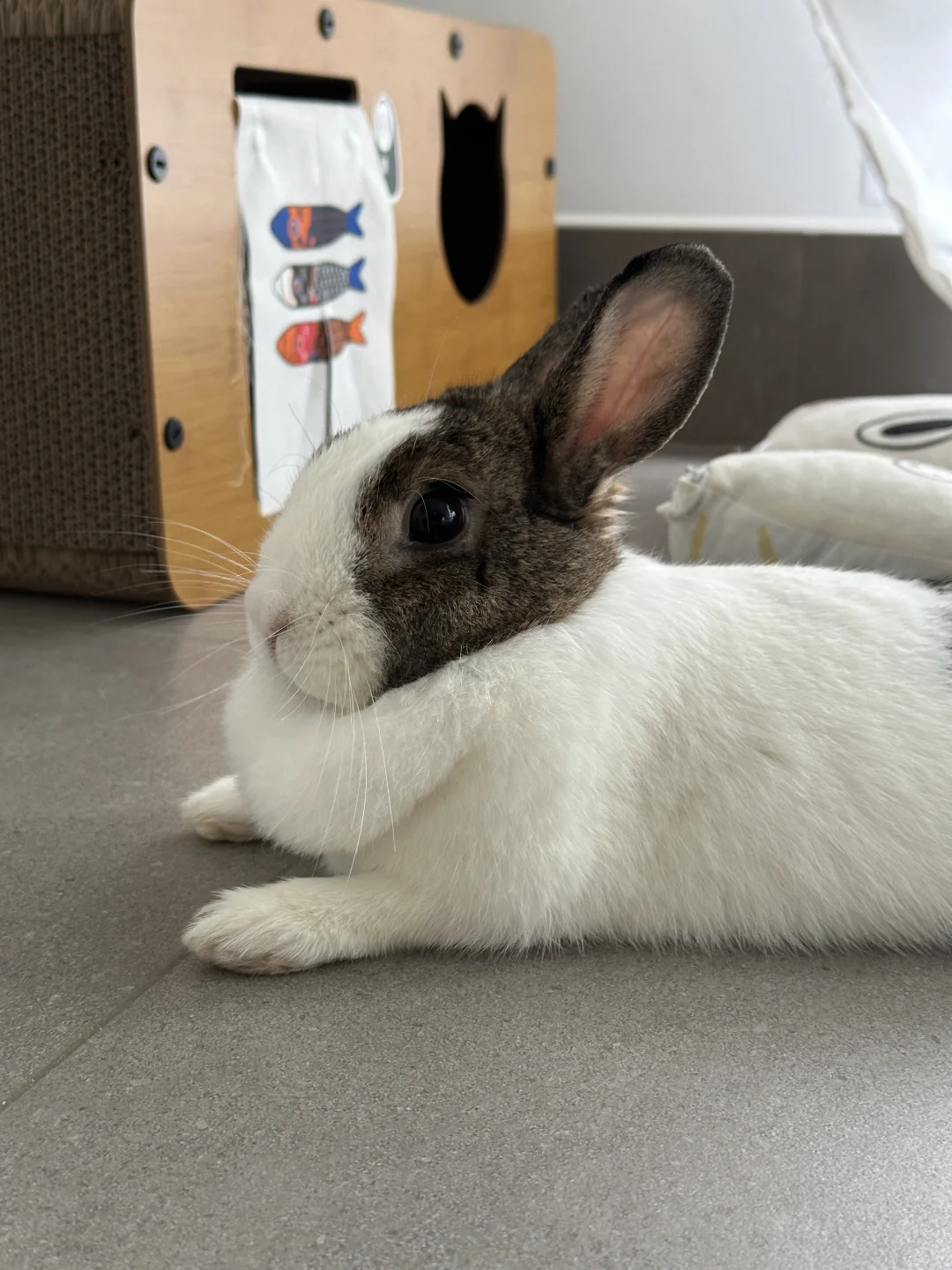 小兔独自在家三天