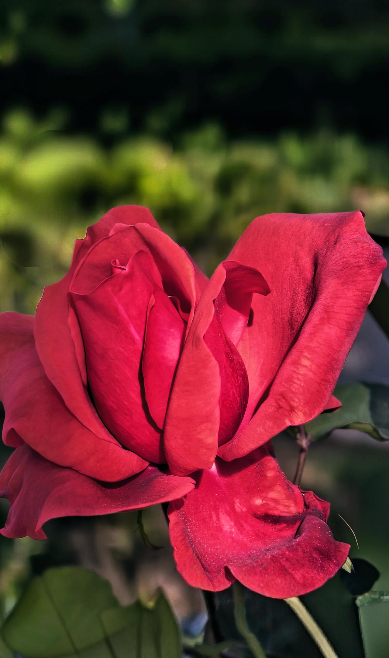 要想看花花吗？我发！我发！让你保眼福。哈哈哈！