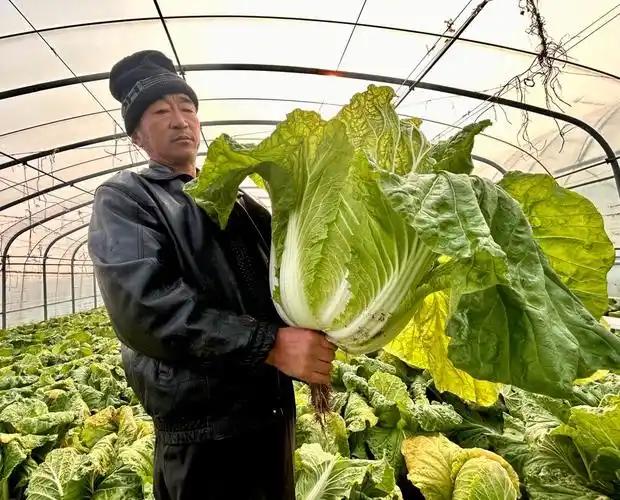 百万斤大白菜眼看就要烂在地头，菜农欲哭无泪。甲醛白菜确实要严查，但一棍子打死一船