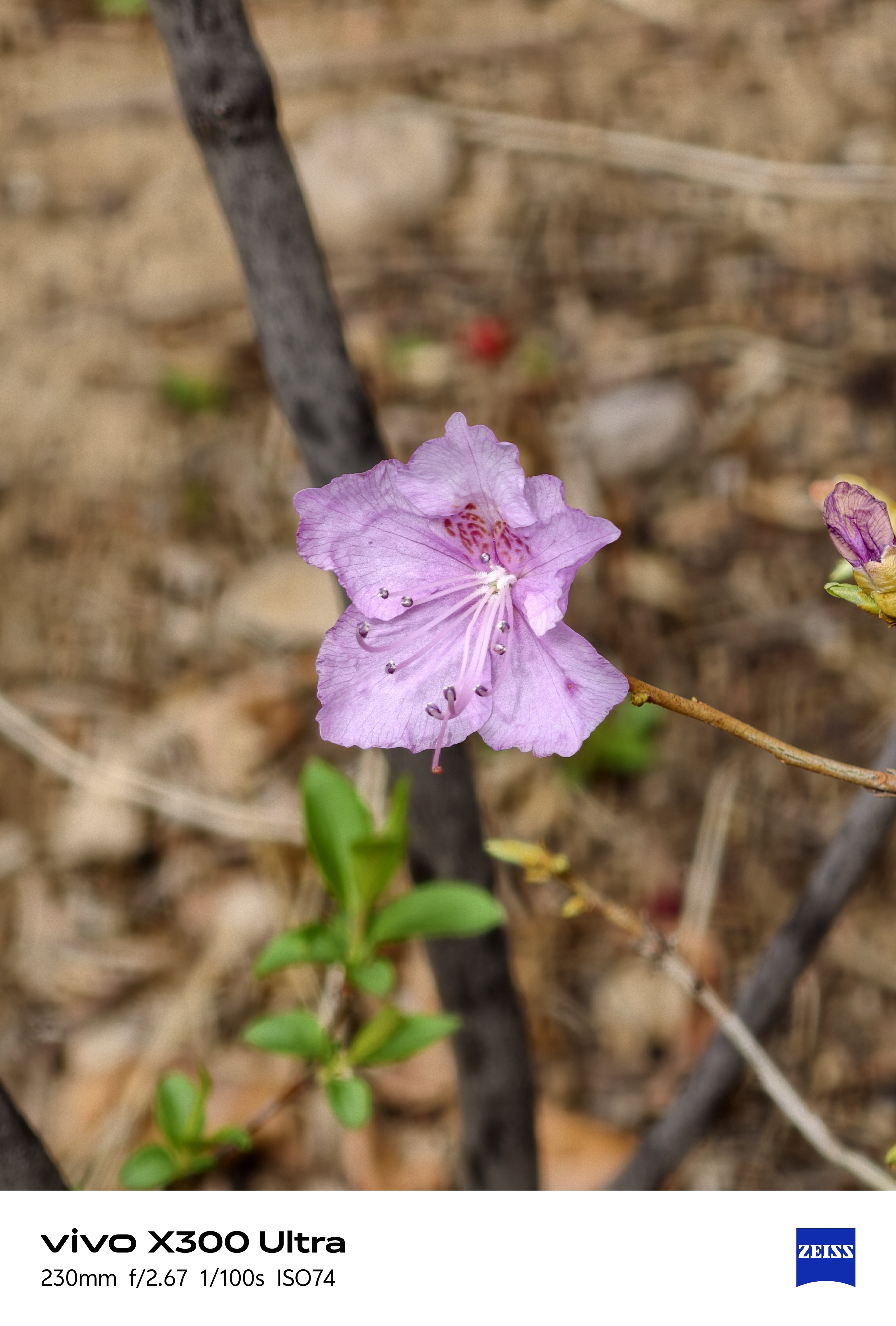 经过我的设置后，三星Galaxy S26 Ultra 的10倍表现和vivo X