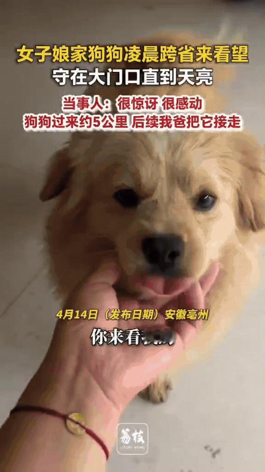 安徽，女子出嫁后，女子娘家的狗狗跨省跑5公里来看望她，狗狗在门口从凌晨等到天亮，