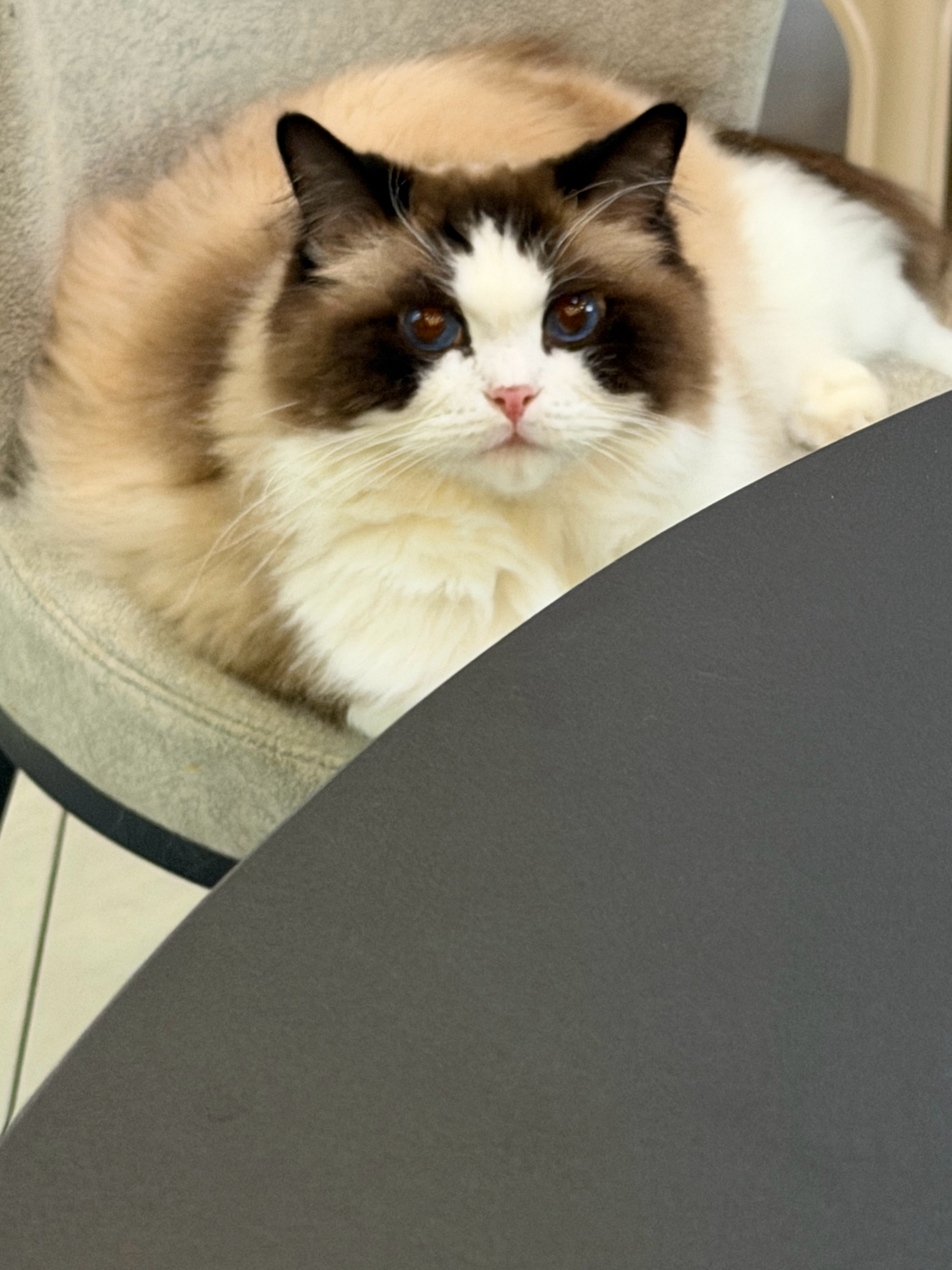 猫宁！今天就快乐摸鱼啦！我不管你们说啥今天我都不会再干活了！[二哈][二哈][二