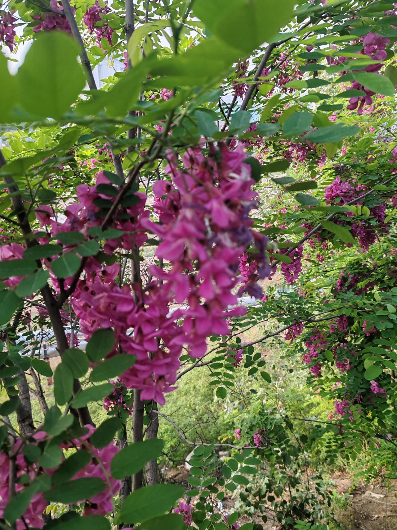 分享一张你最近拍的花