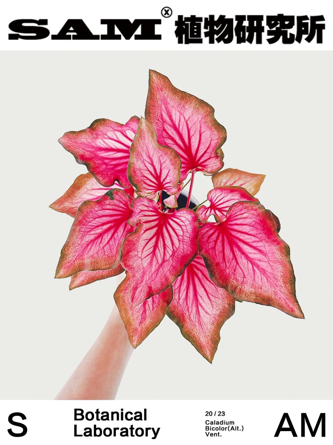 少女心｜Caladium Bicolor Ait.Vent.