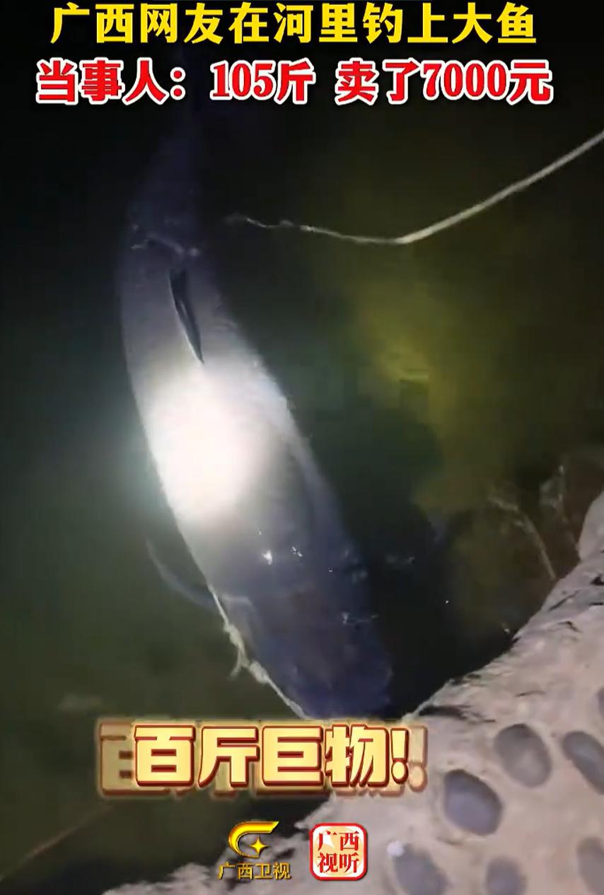 “卖亏了！”广西柳州，一男子去河边夜钓，谁知却钓出一条105斤的大鱼，男子转身就