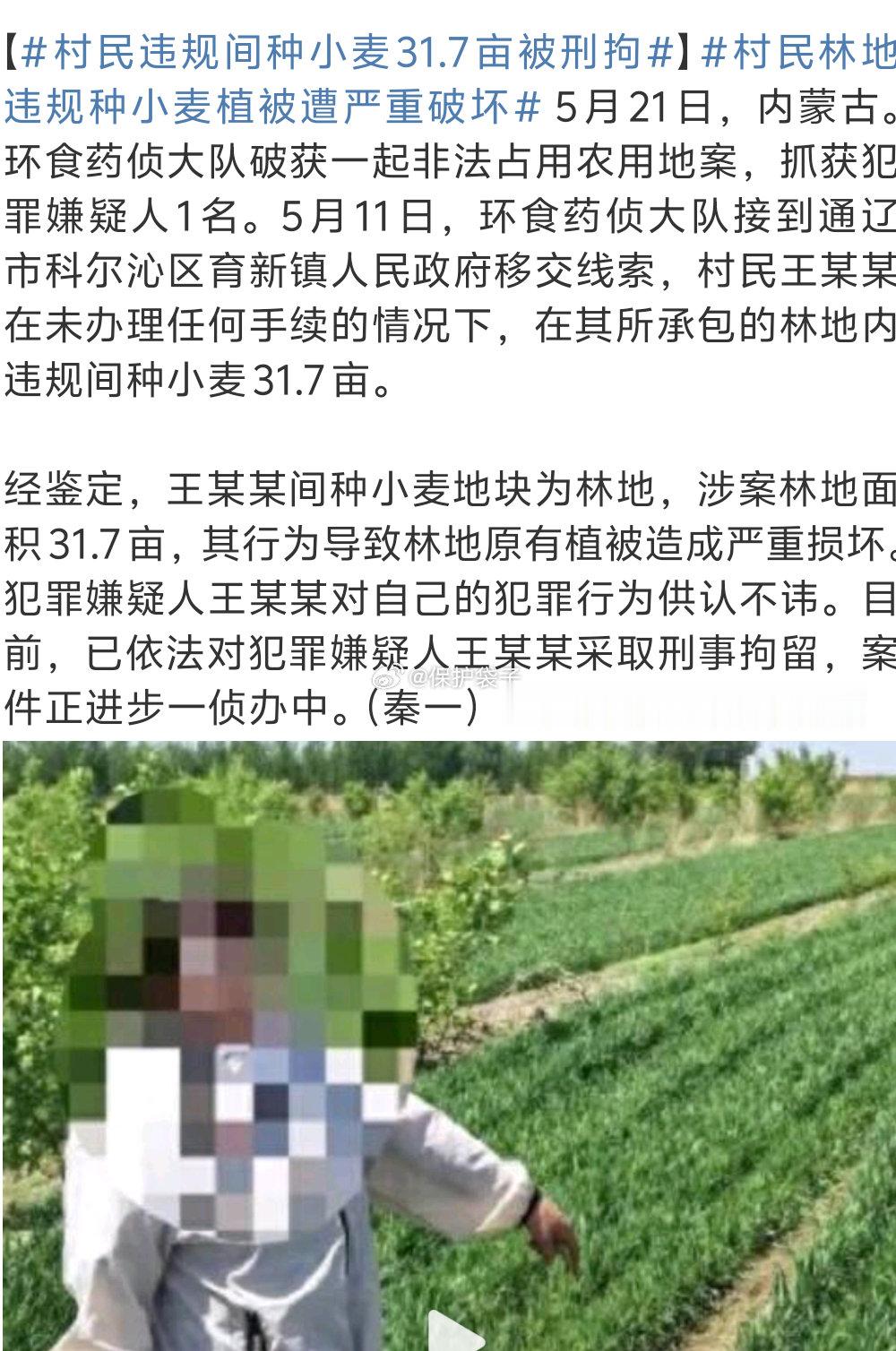 村民违规间种小麦31.7亩被刑拘可能不少人理解不了种粮食是好事怎么会“违法”，这