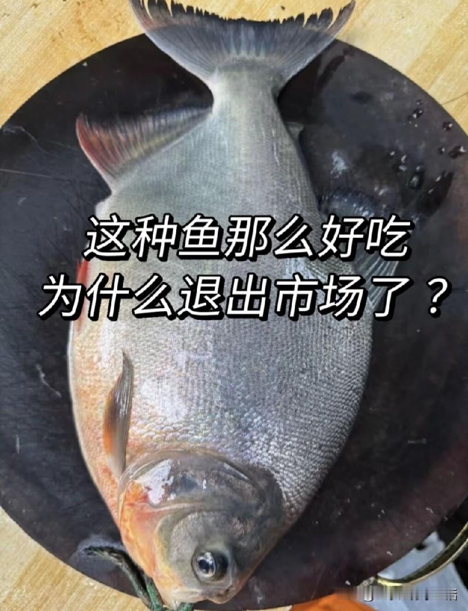 当年大家都买的平价大鱼，为何退出市场了？