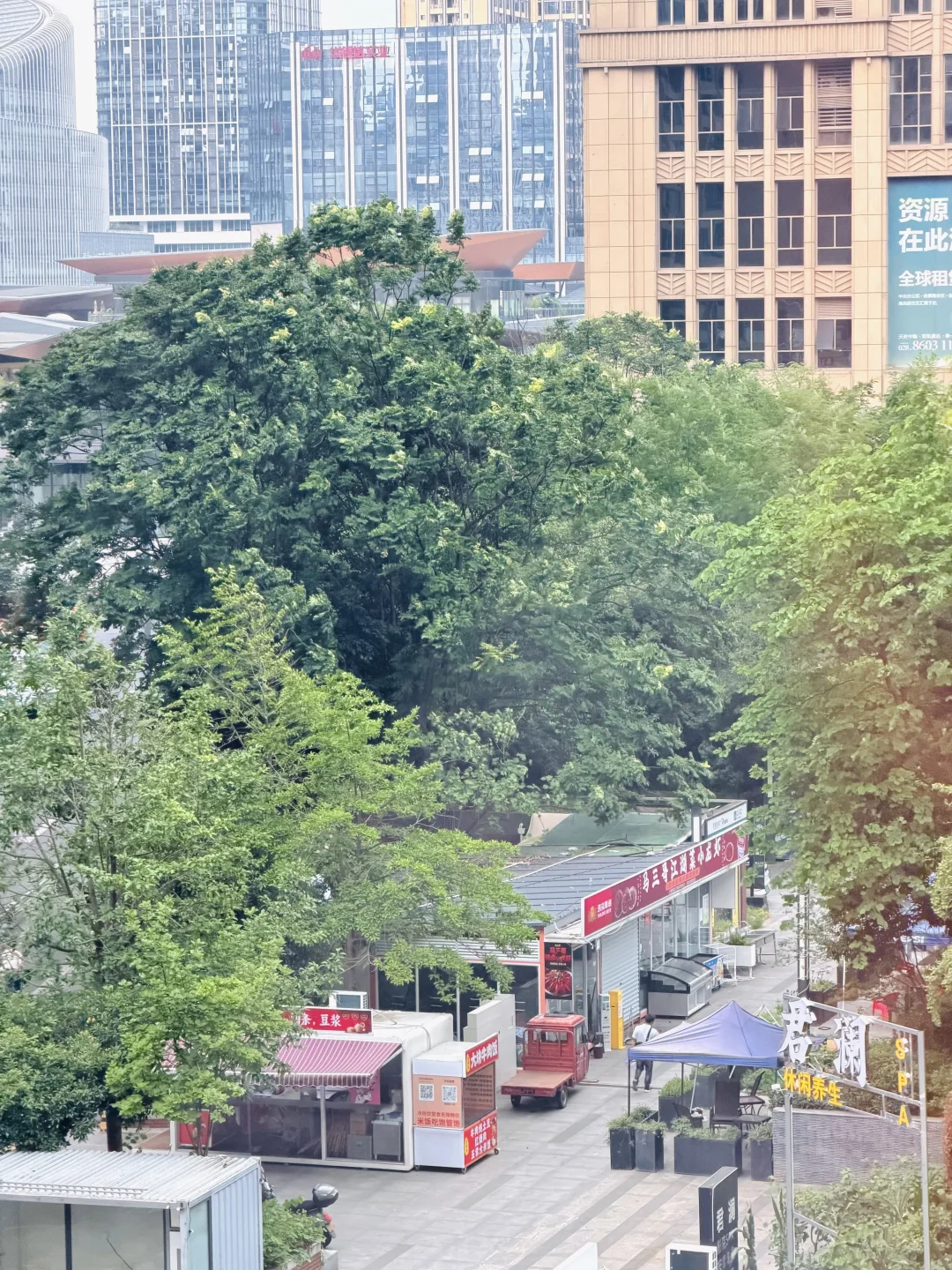 它们摇了半天，天也没破啊？🌧️